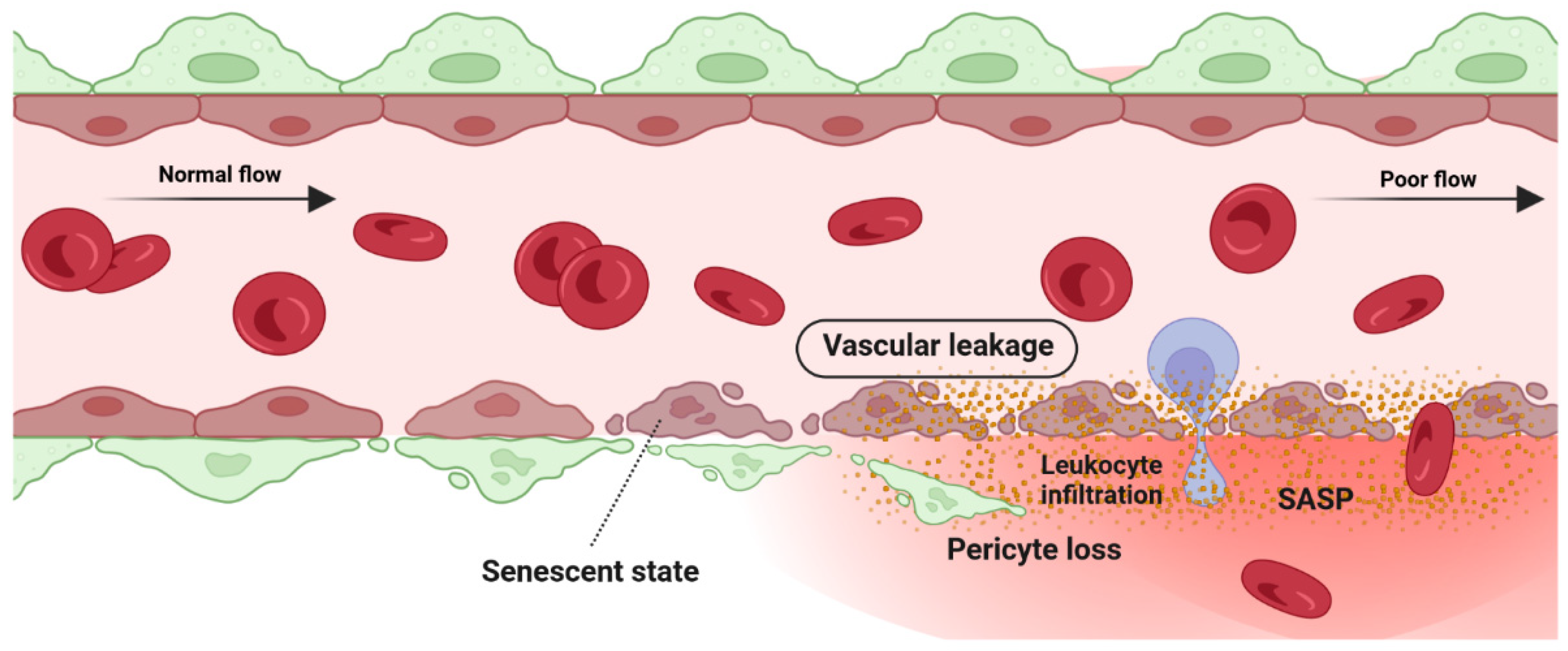 Cells 12 02341 g004 Cells 12 02341 g004