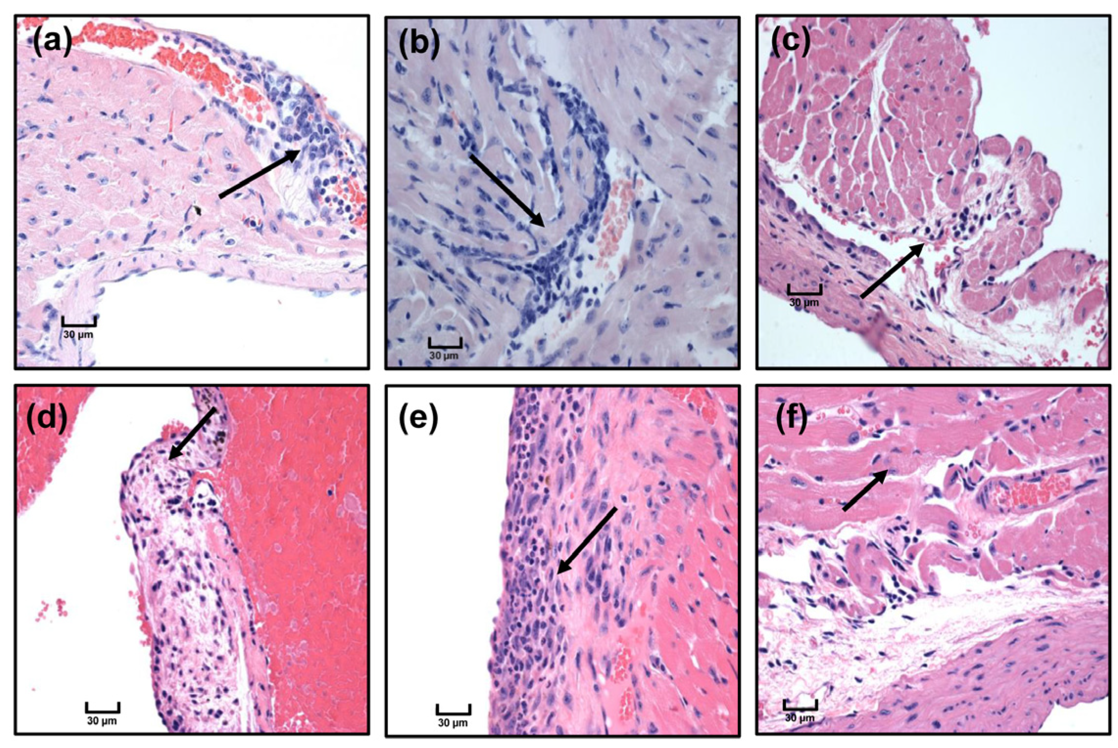 Cells 12 02346 g005 Cells 12 02346 g005