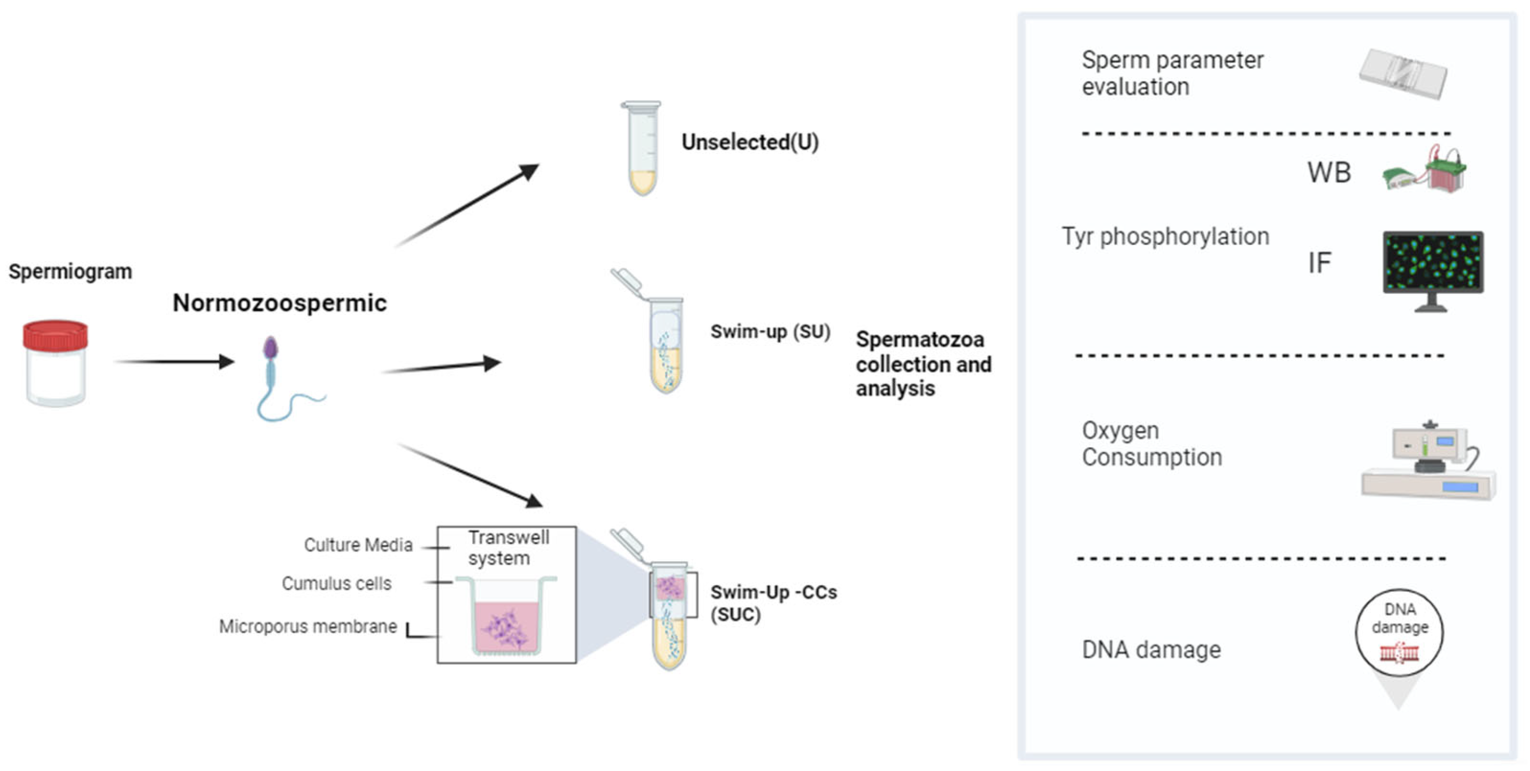 Cells 12 02349 sch001