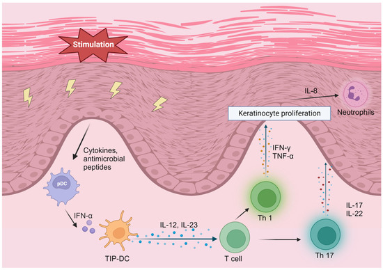 The Role of Sphingolipids and Sphingosine-1-phosphate