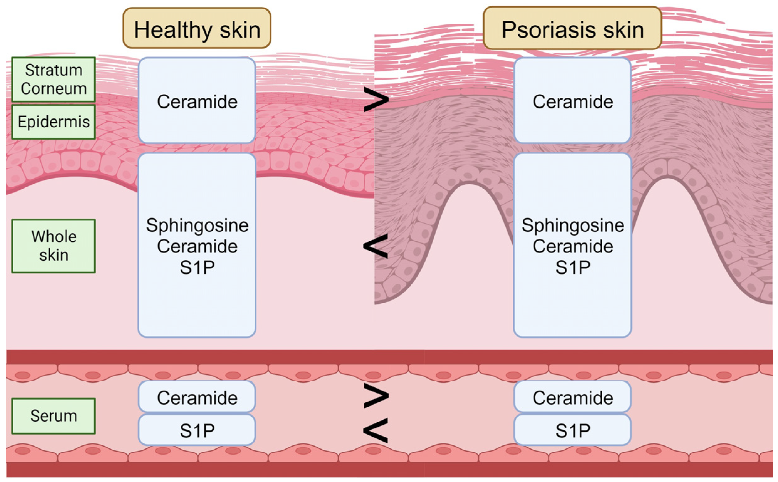 日本全国送料無料商品 | 特集  Role The of Sphingosine-1-phosphate and Sphingolipids その他