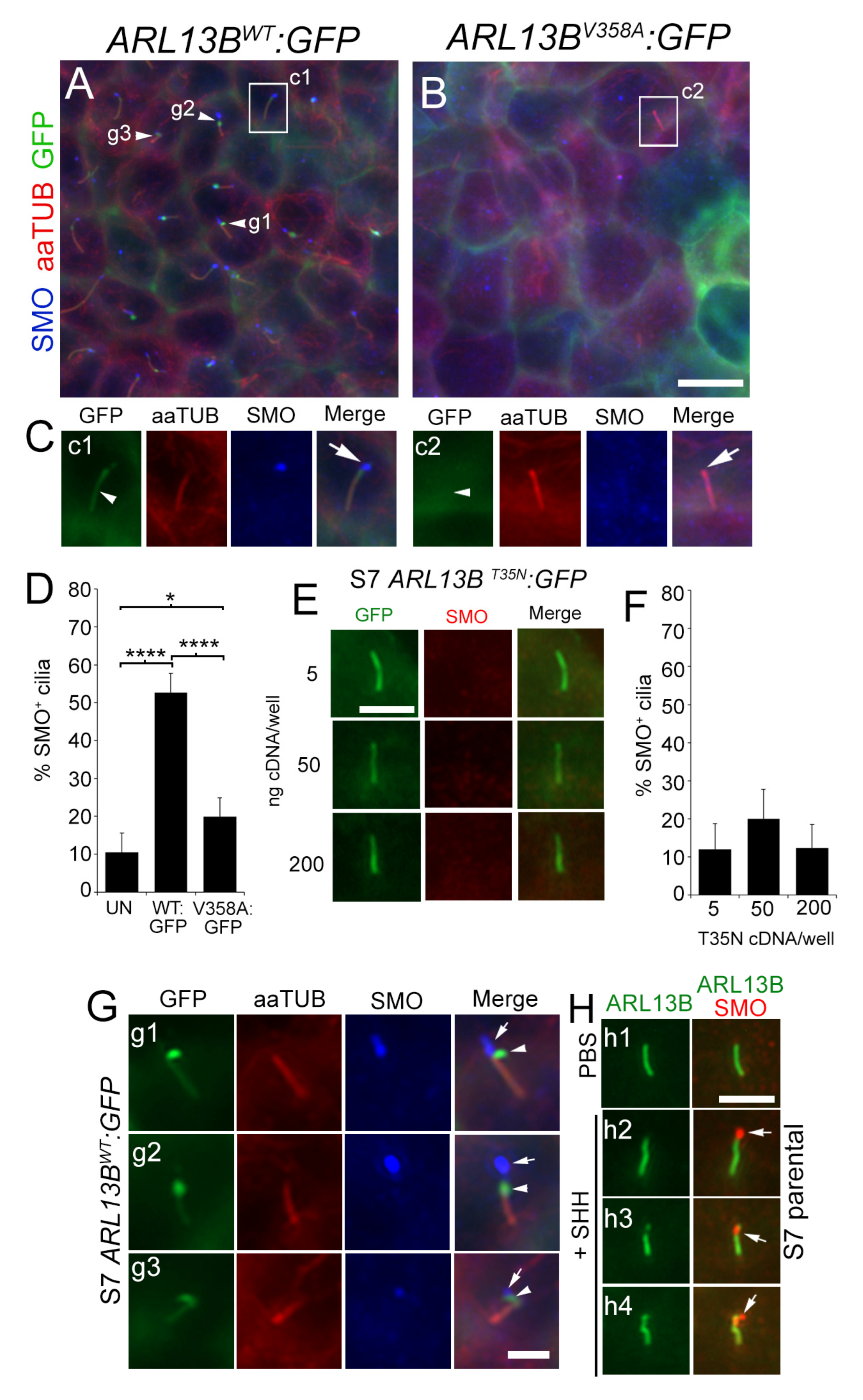 Cells 12 02354 g002 Cells 12 02354 g002