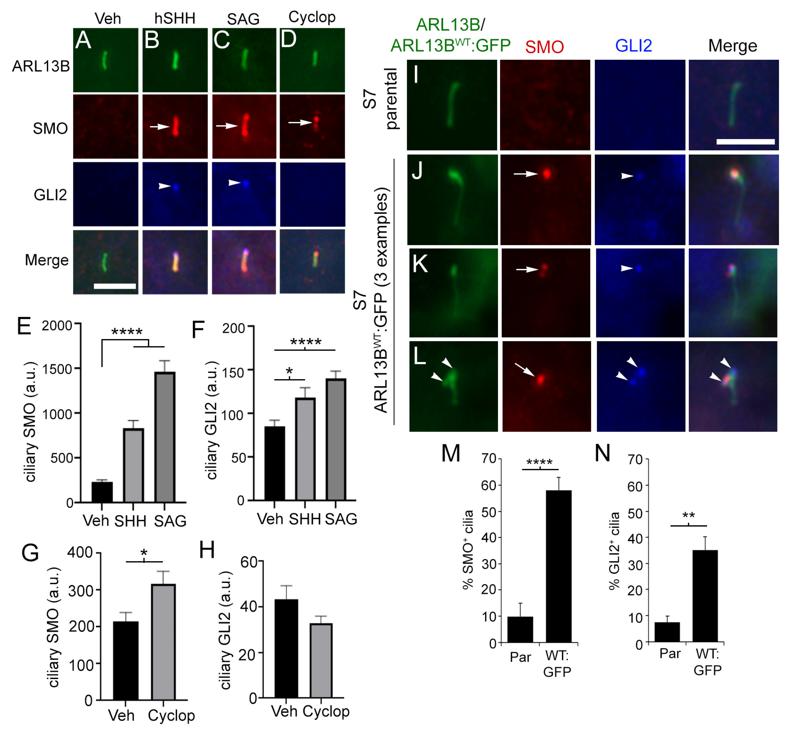 Cells 12 02354 g004 Cells 12 02354 g004