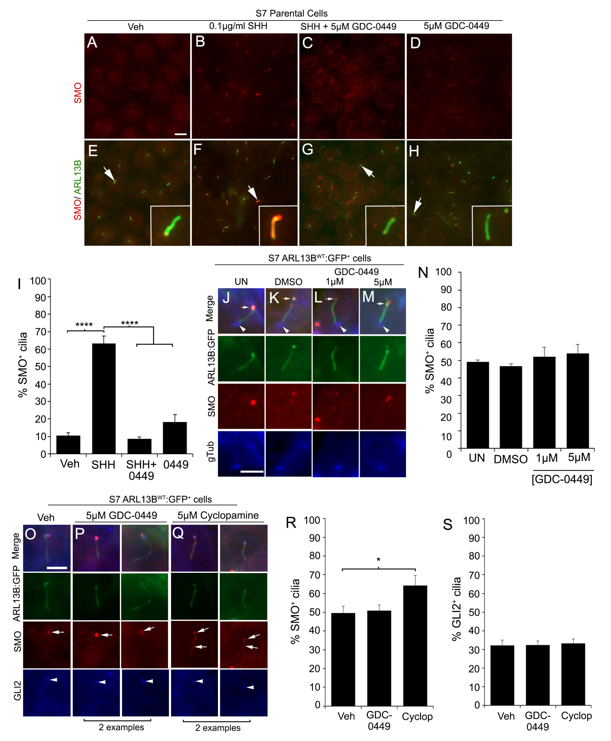 Cells 12 02354 g005 Cells 12 02354 g005
