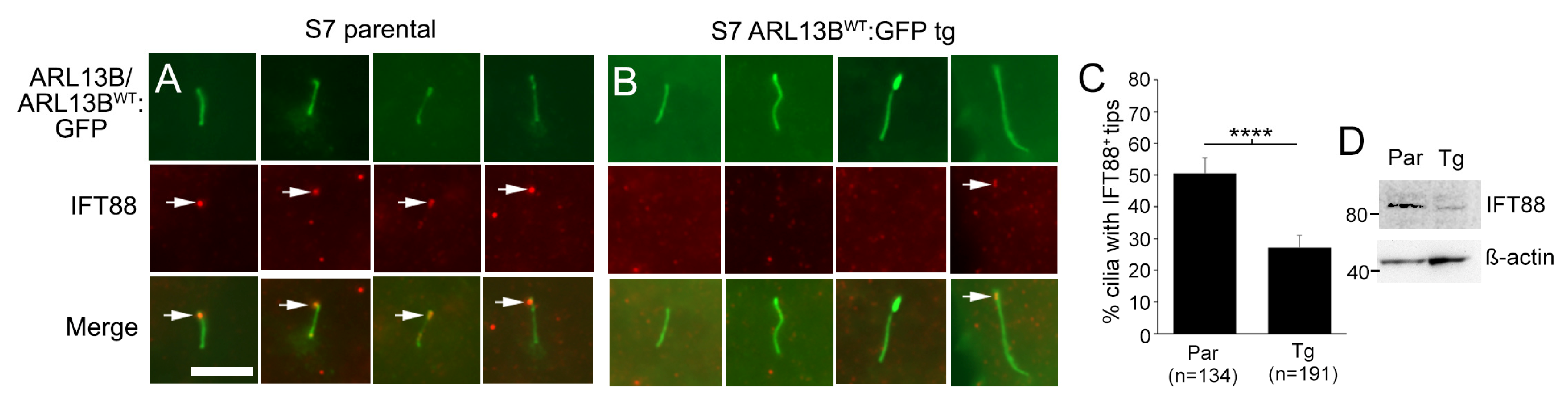 Cells 12 02354 g007 Cells 12 02354 g007