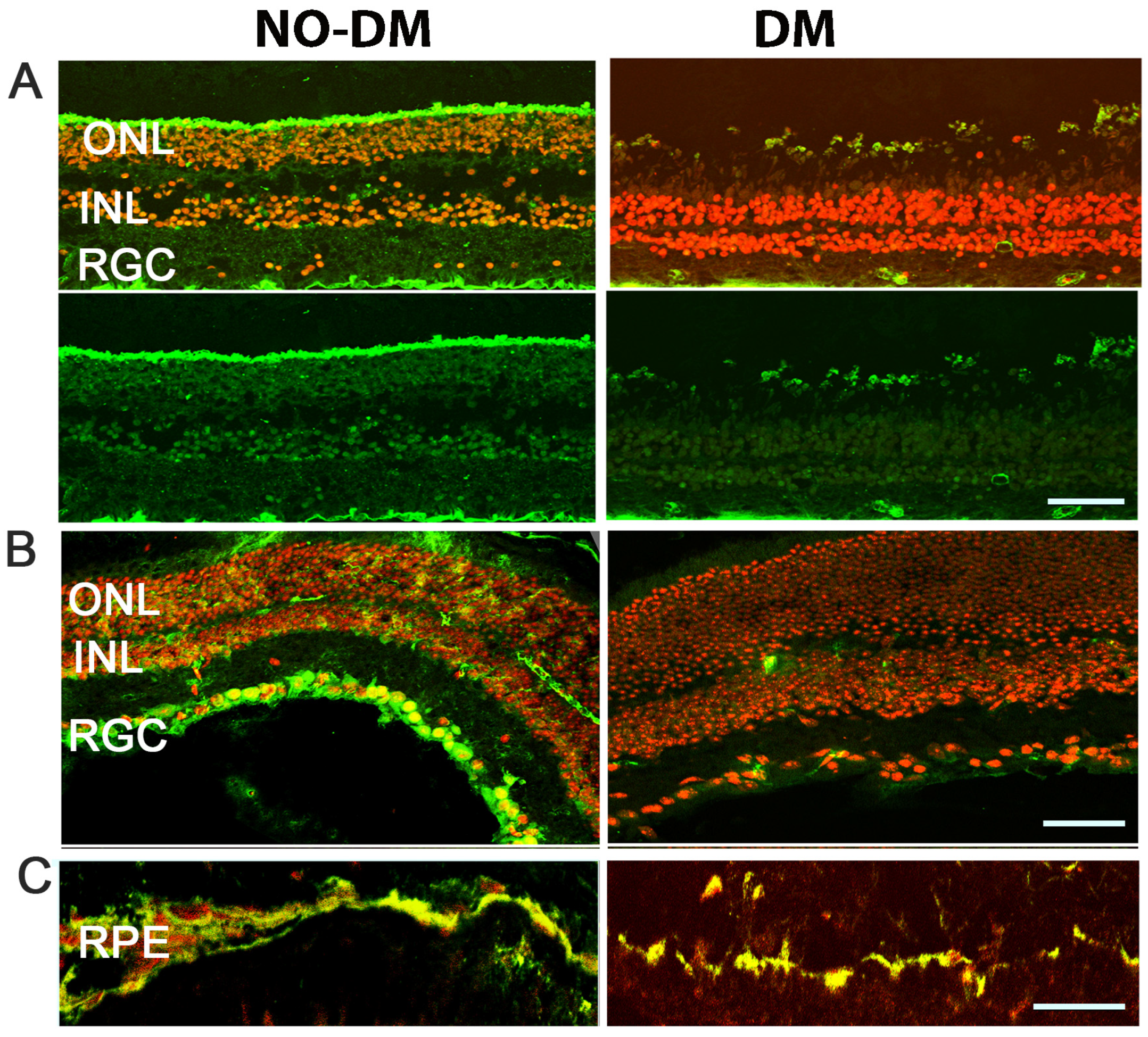 Cells 12 02361 g001 Cells 12 02361 g001