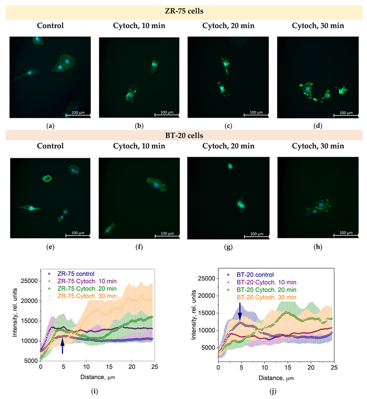 Cells 12 02362 g003 Cells 12 02362 g003