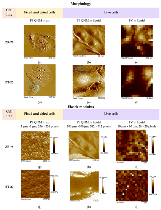 Cells 12 02362 g004 Cells 12 02362 g004