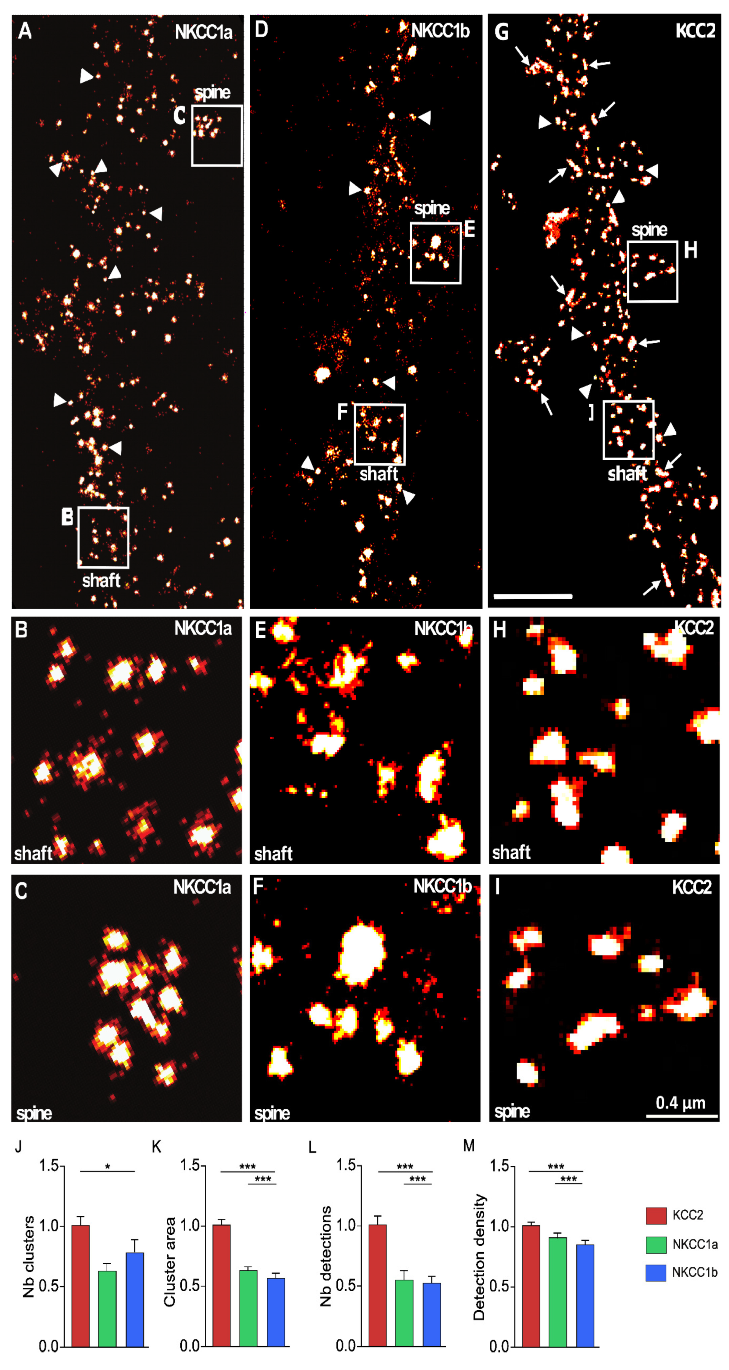 Cells 12 02363 g004 Cells 12 02363 g004