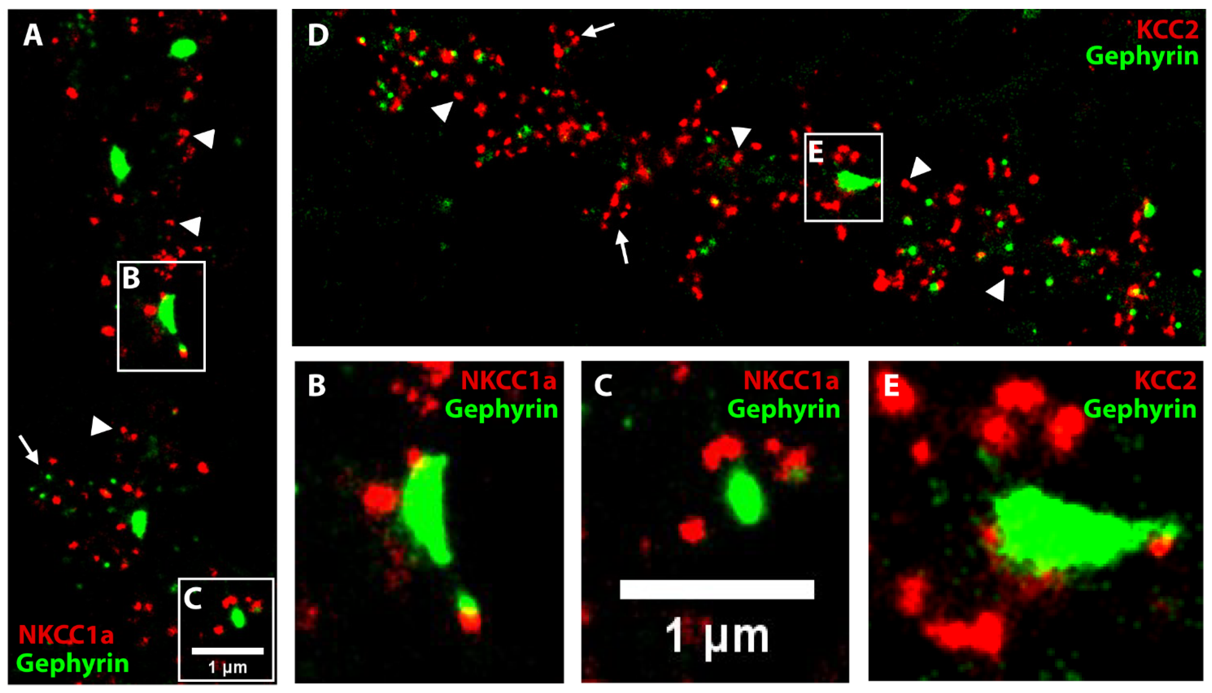 Cells 12 02363 g005 Cells 12 02363 g005