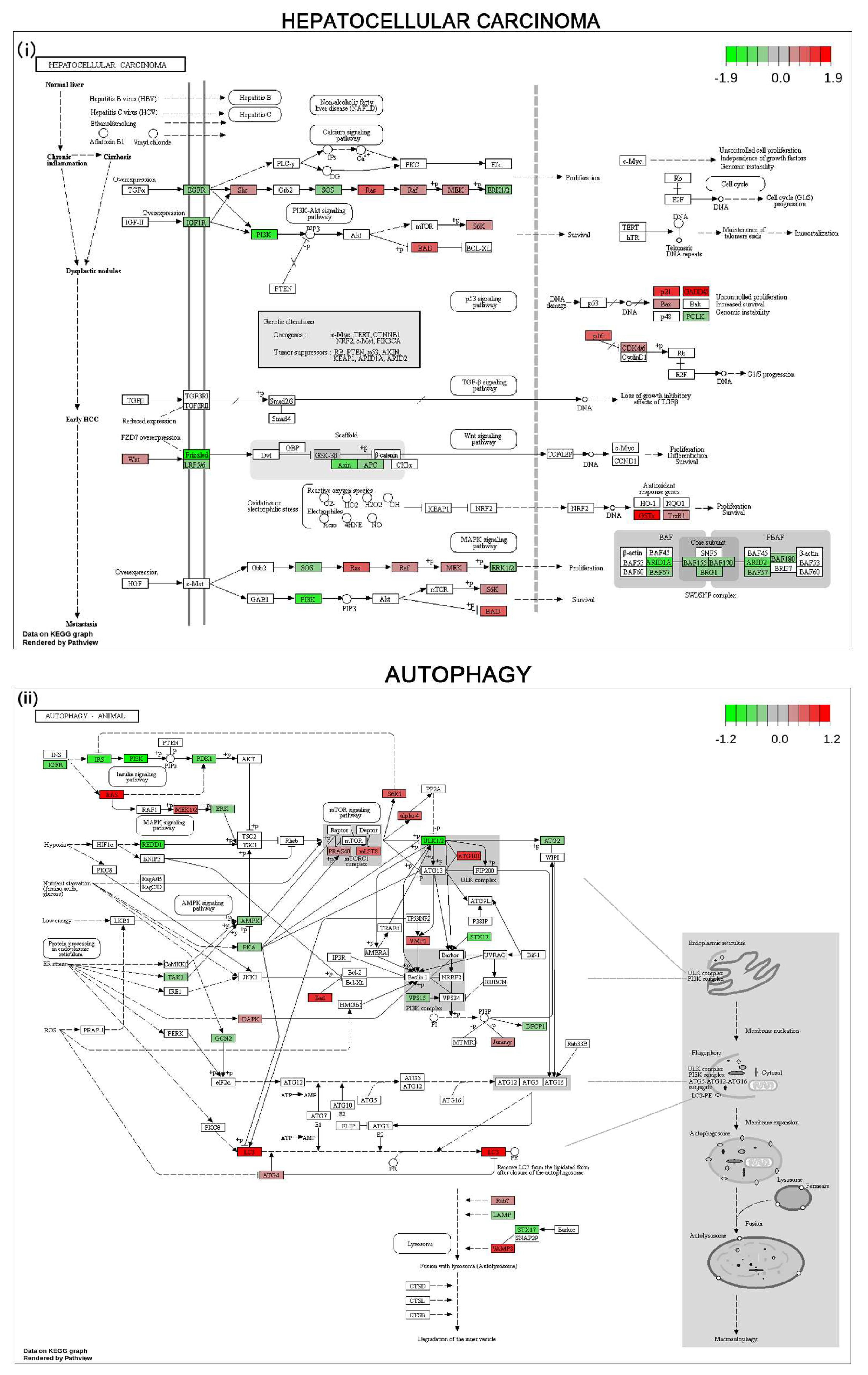 Cells 12 02367 g007a Cells 12 02367 g007a