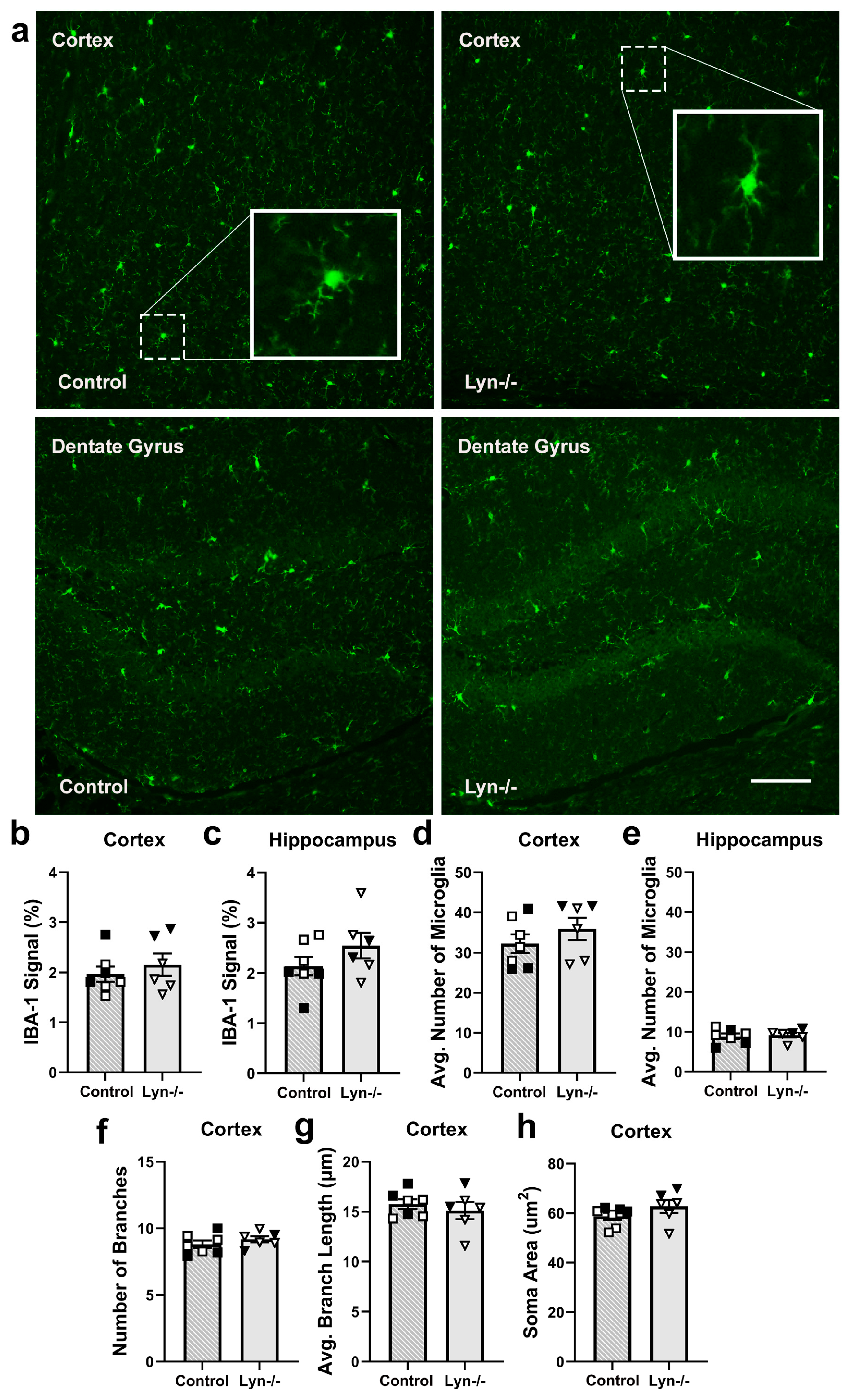 Cells 12 02378 g002 Cells 12 02378 g002
