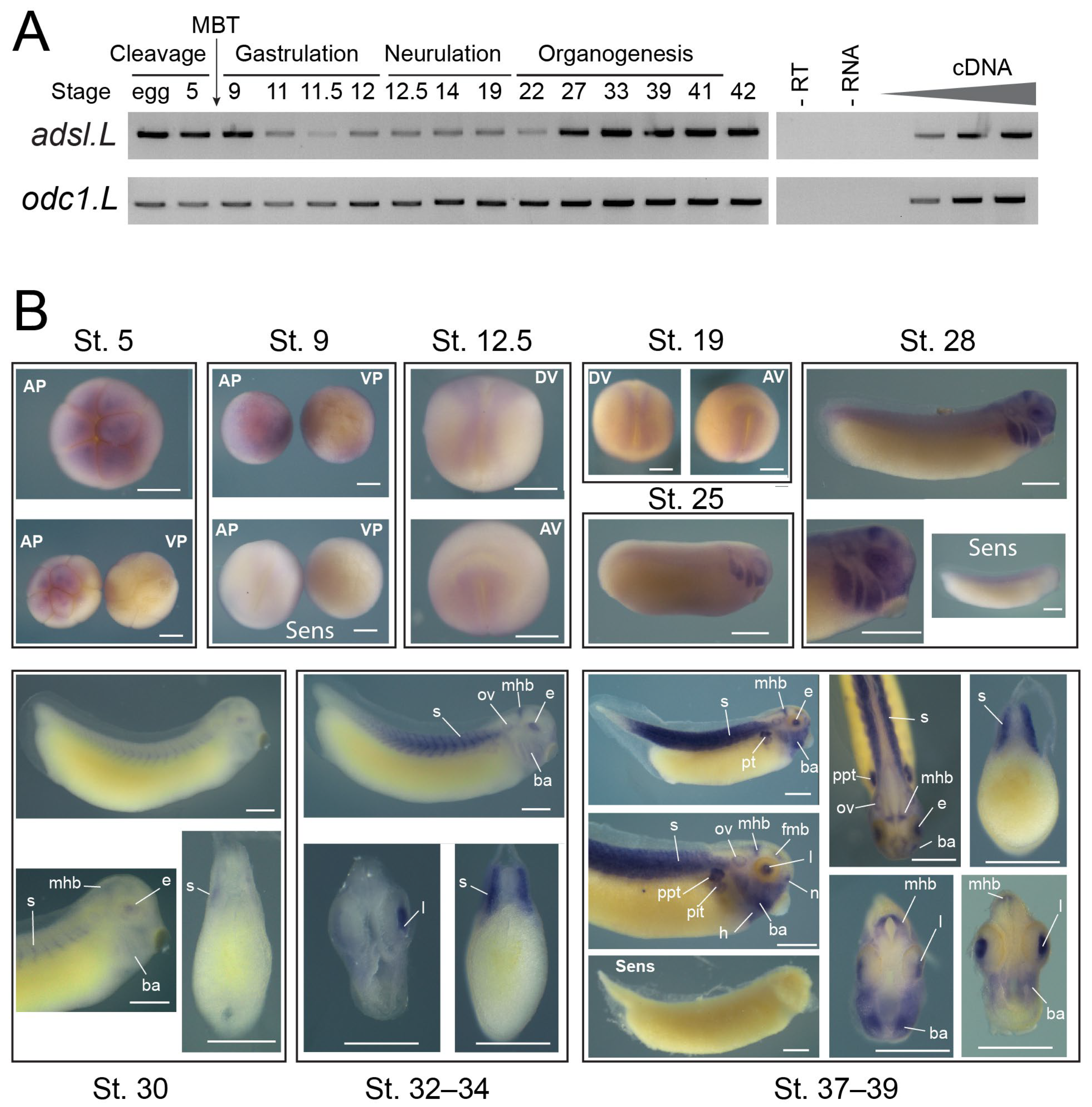 Cells 12 02379 g002 Cells 12 02379 g002