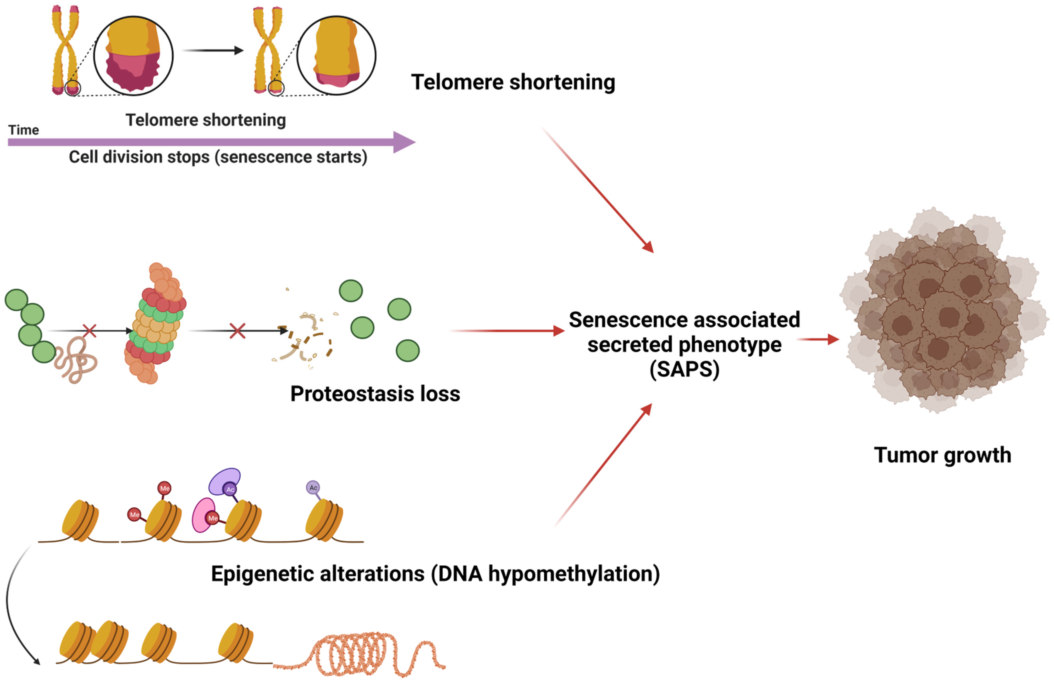 PDF) Age-related immune cell dynamics influence outcomes after allogeneic  haematopoietic cell transplantation