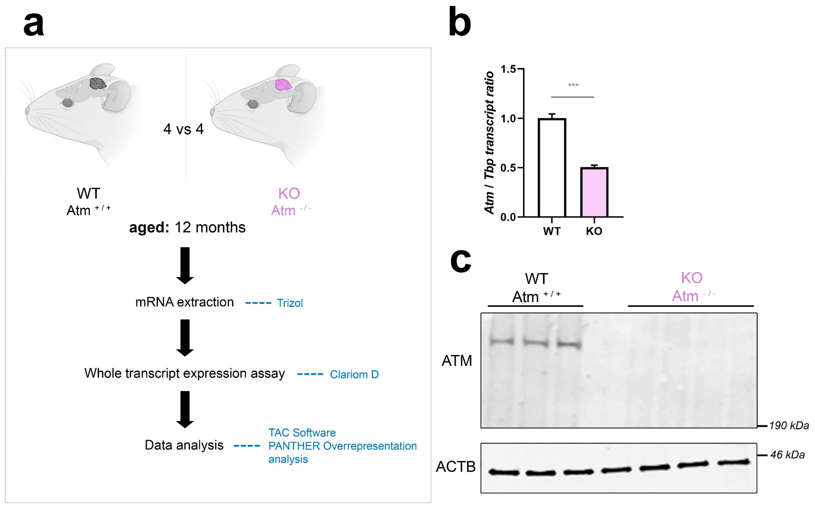 Cells 12 02399 g001 Cells 12 02399 g001