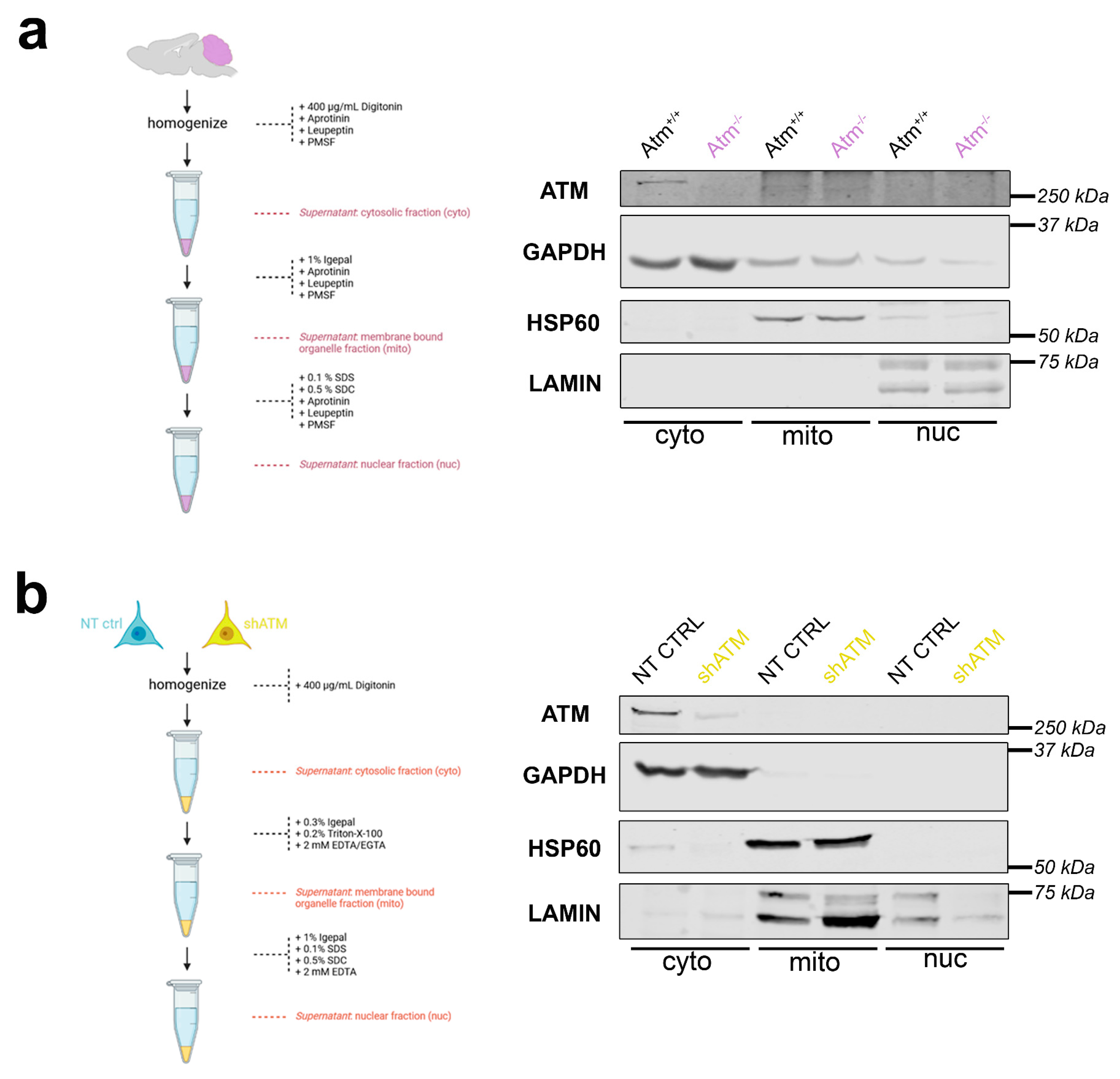 Cells 12 02399 g003 Cells 12 02399 g003