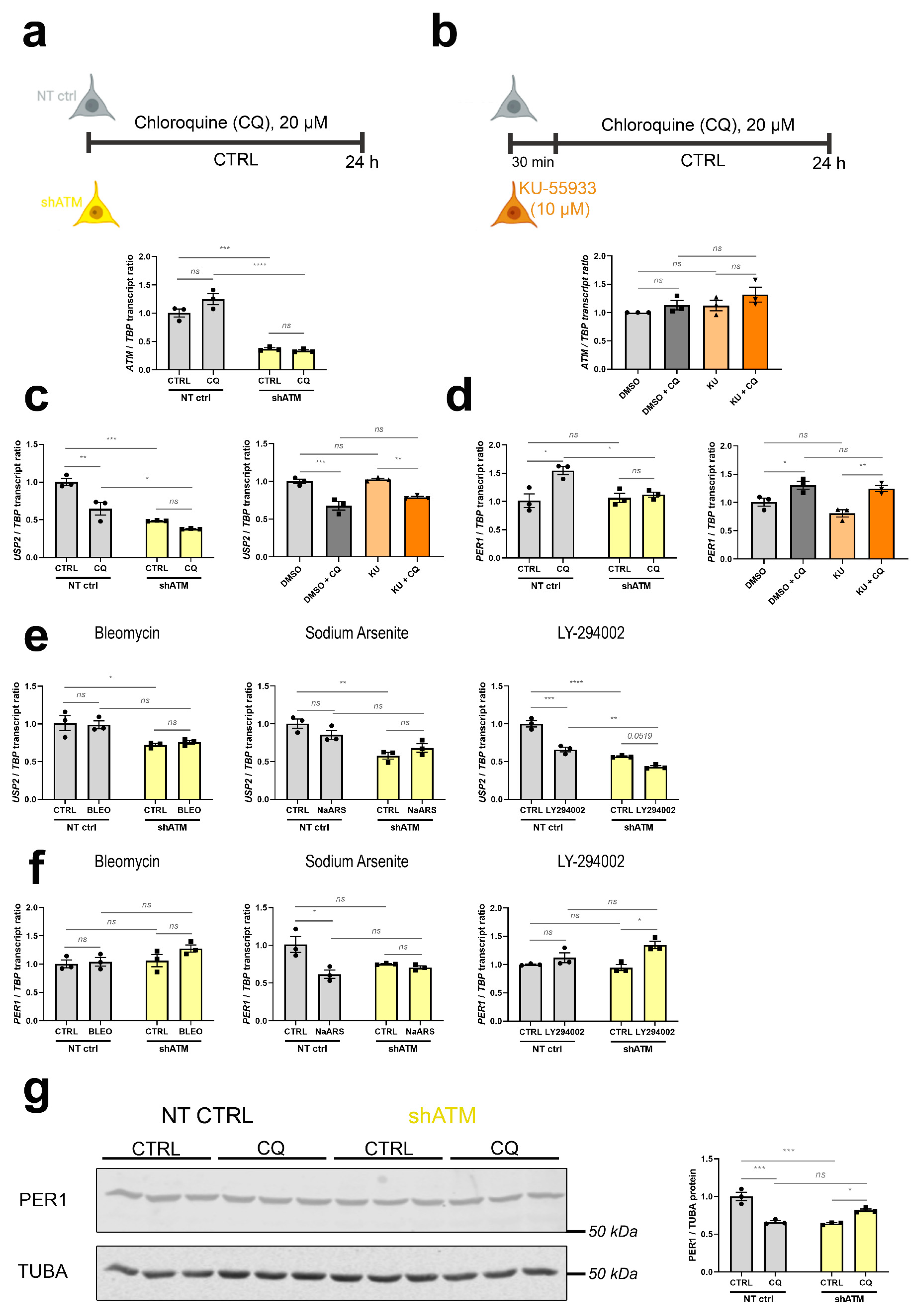Cells 12 02399 g004 Cells 12 02399 g004