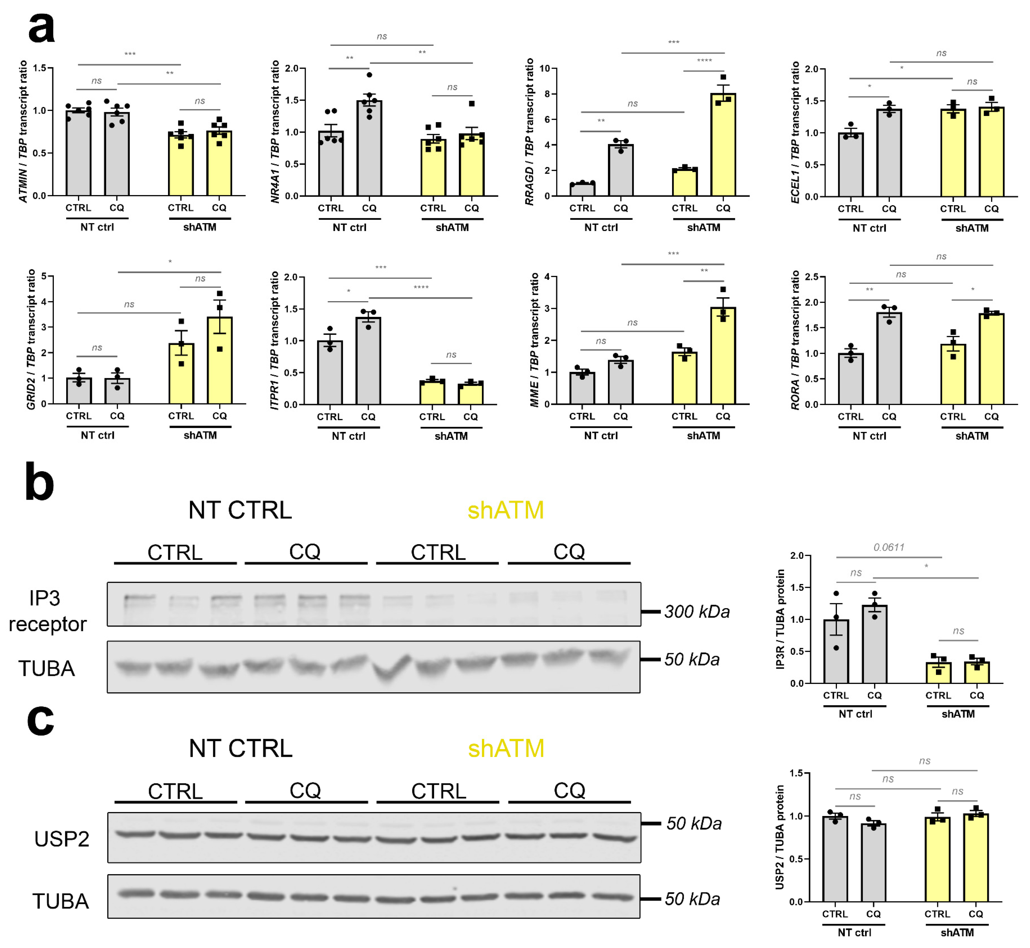 Cells 12 02399 g005 Cells 12 02399 g005