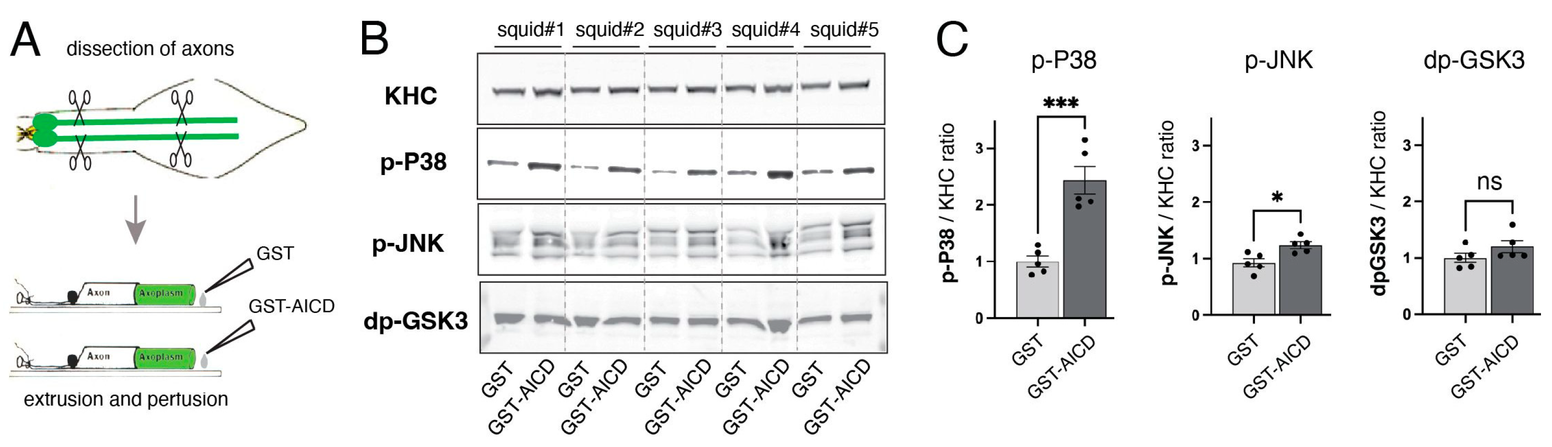 Cells 12 02403 g003 Cells 12 02403 g003