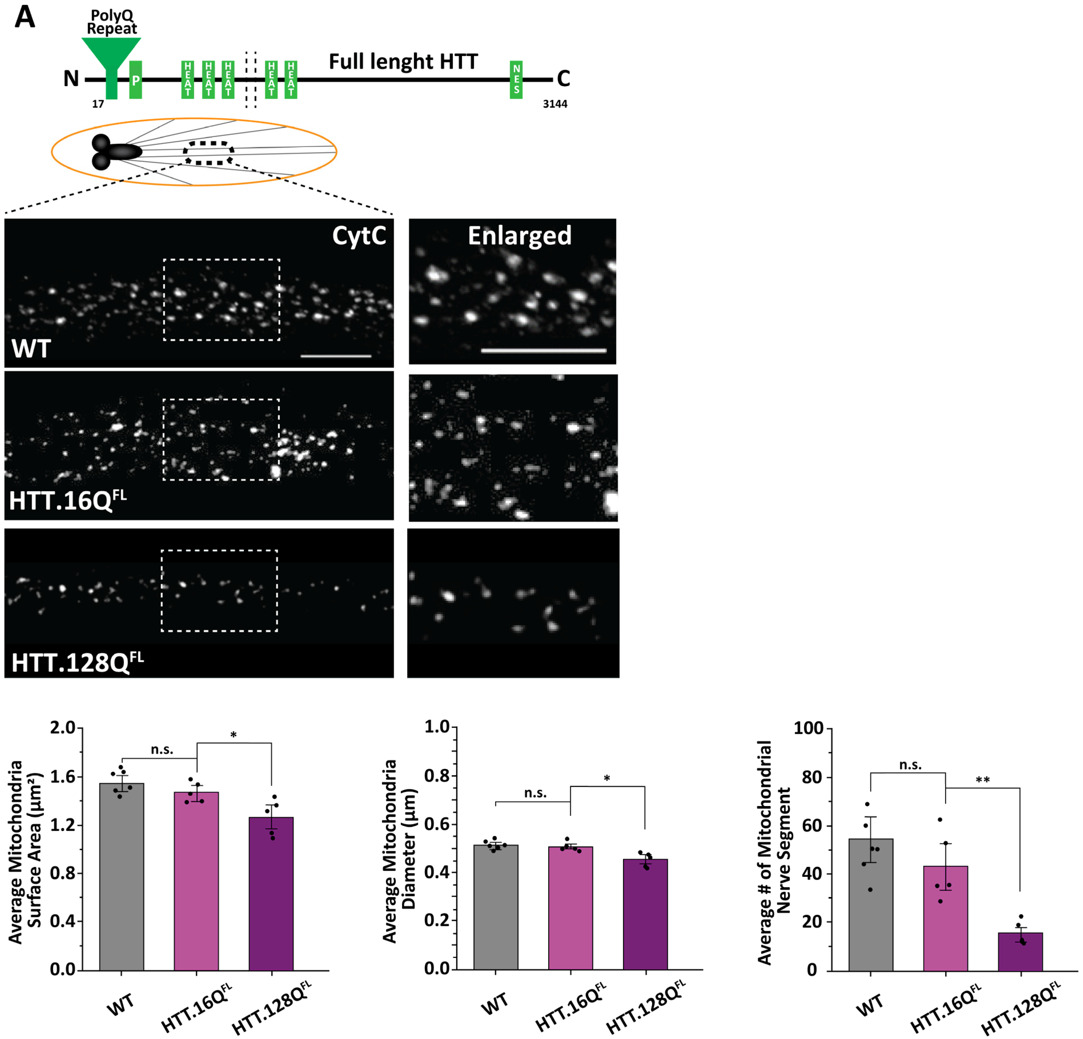 Cells 12 02406 g001a Cells 12 02406 g001a