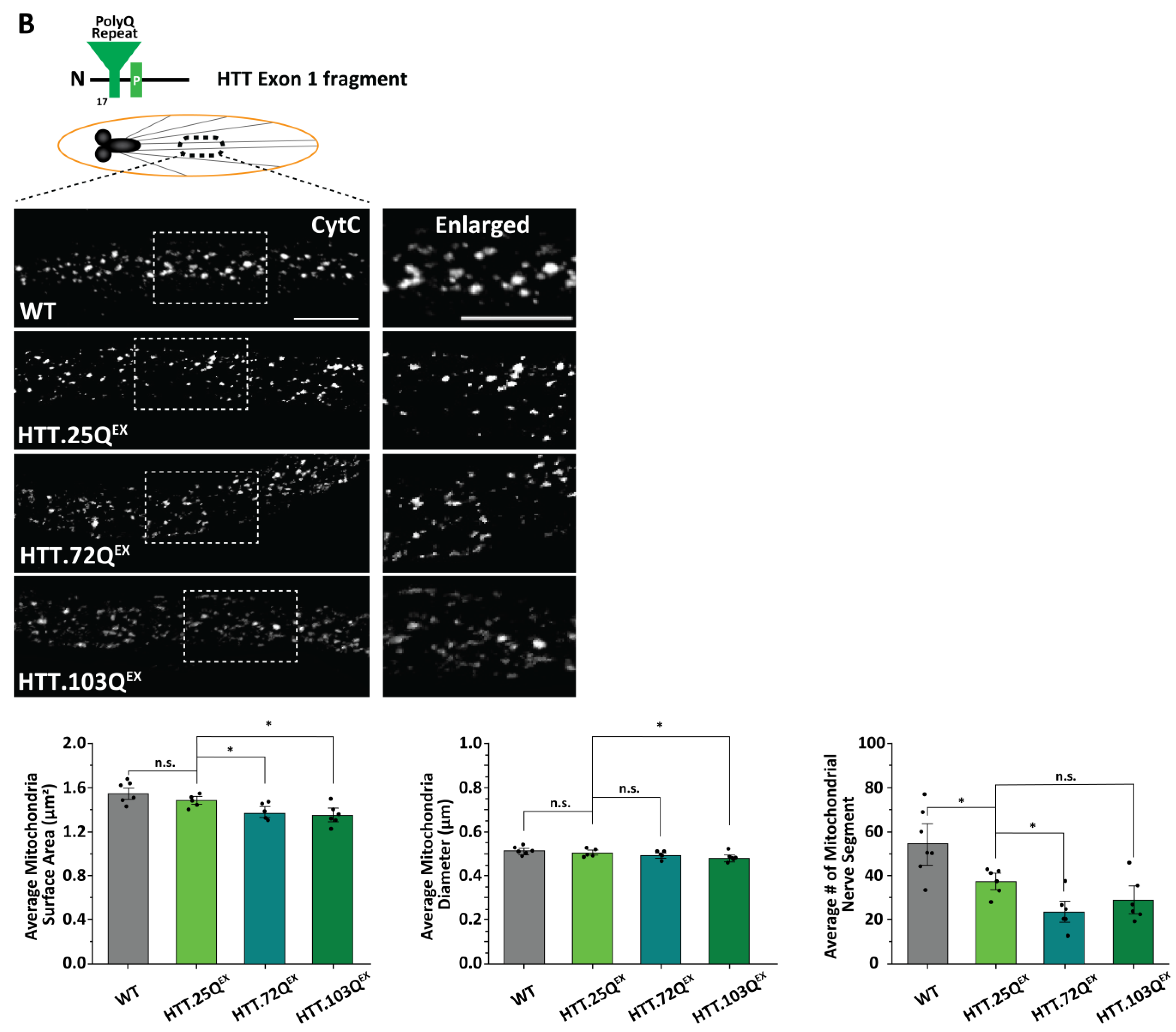 Cells 12 02406 g001b Cells 12 02406 g001b
