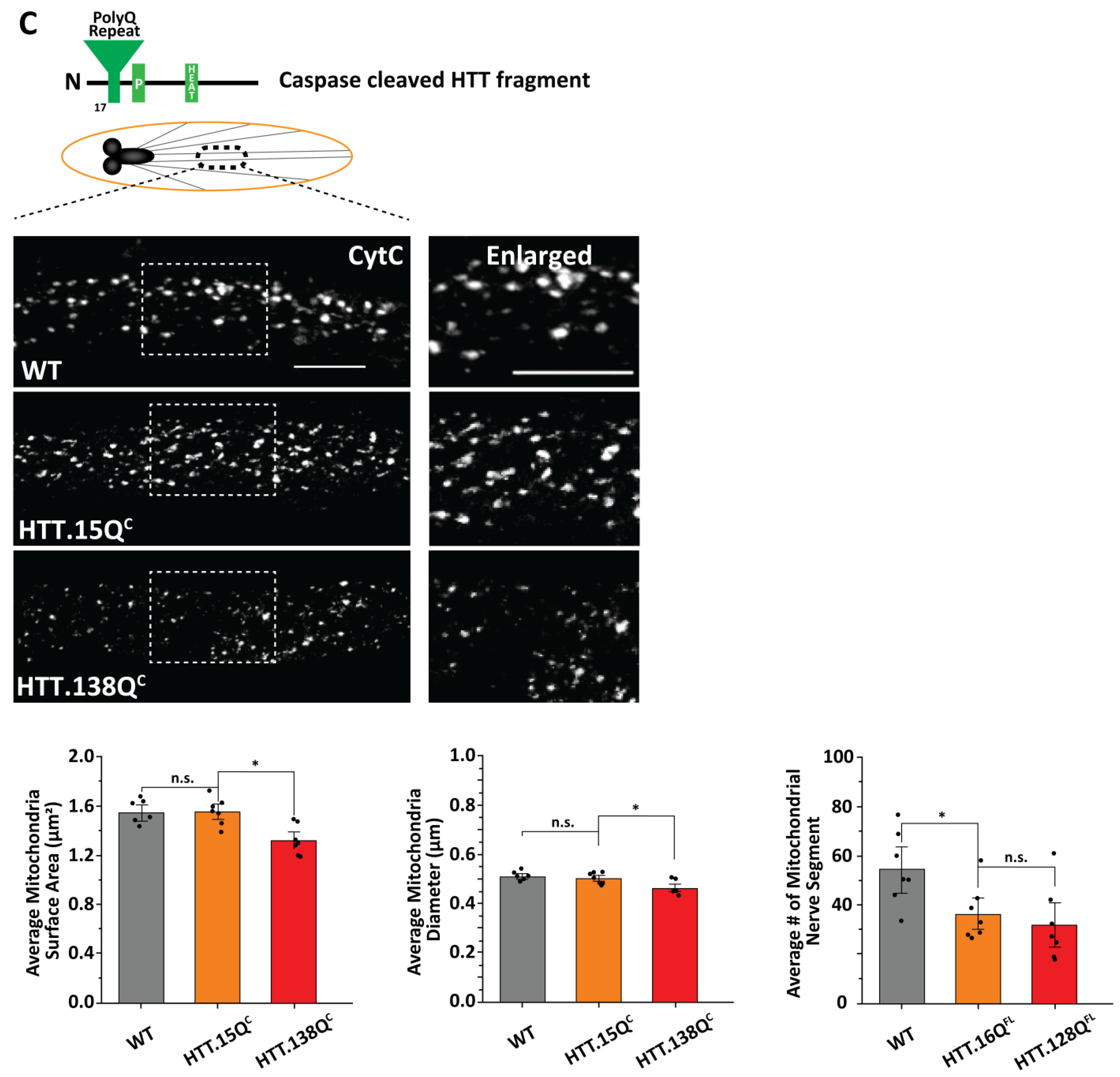 Cells 12 02406 g001c Cells 12 02406 g001c