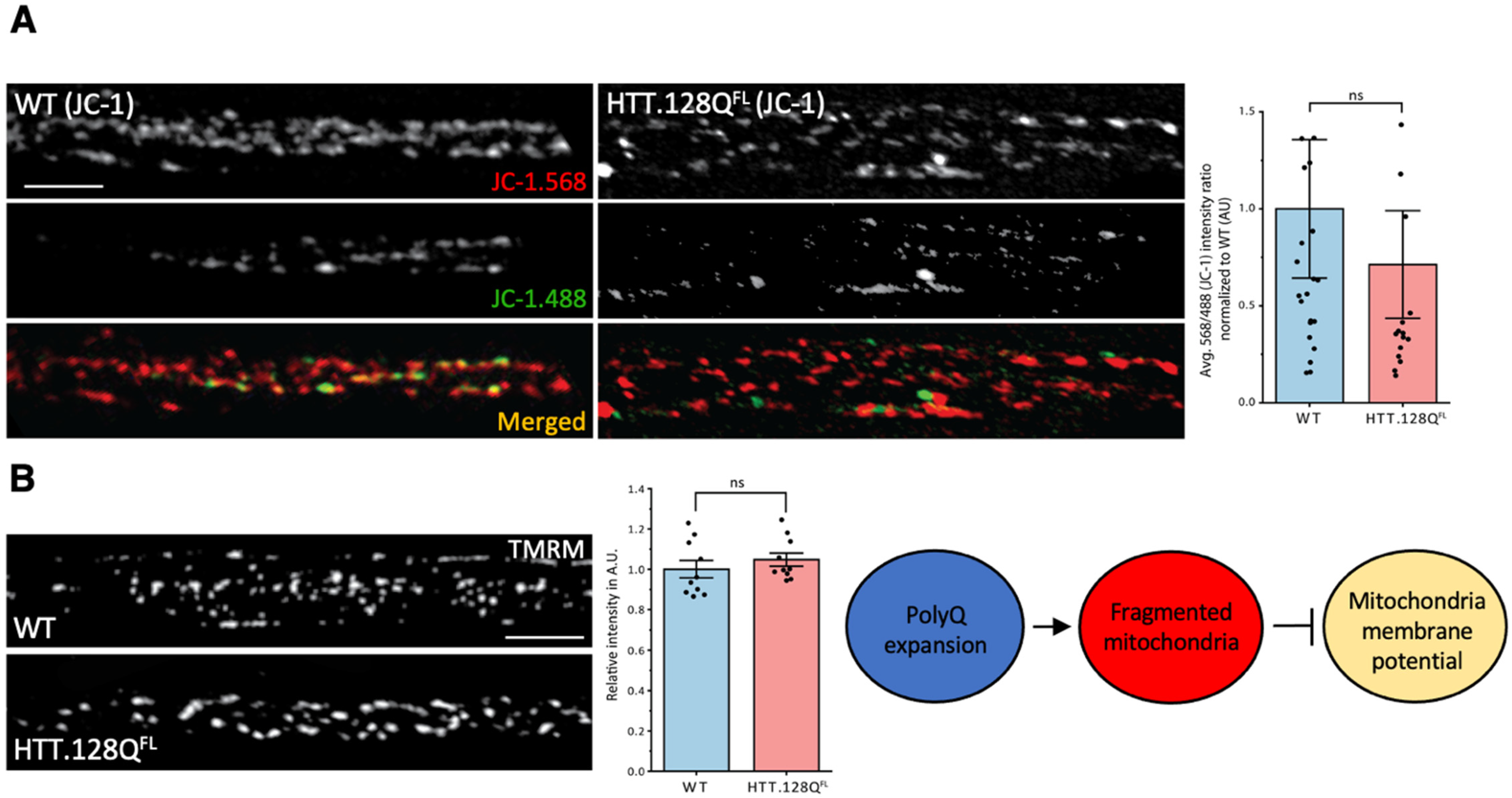 Cells 12 02406 g003 Cells 12 02406 g003