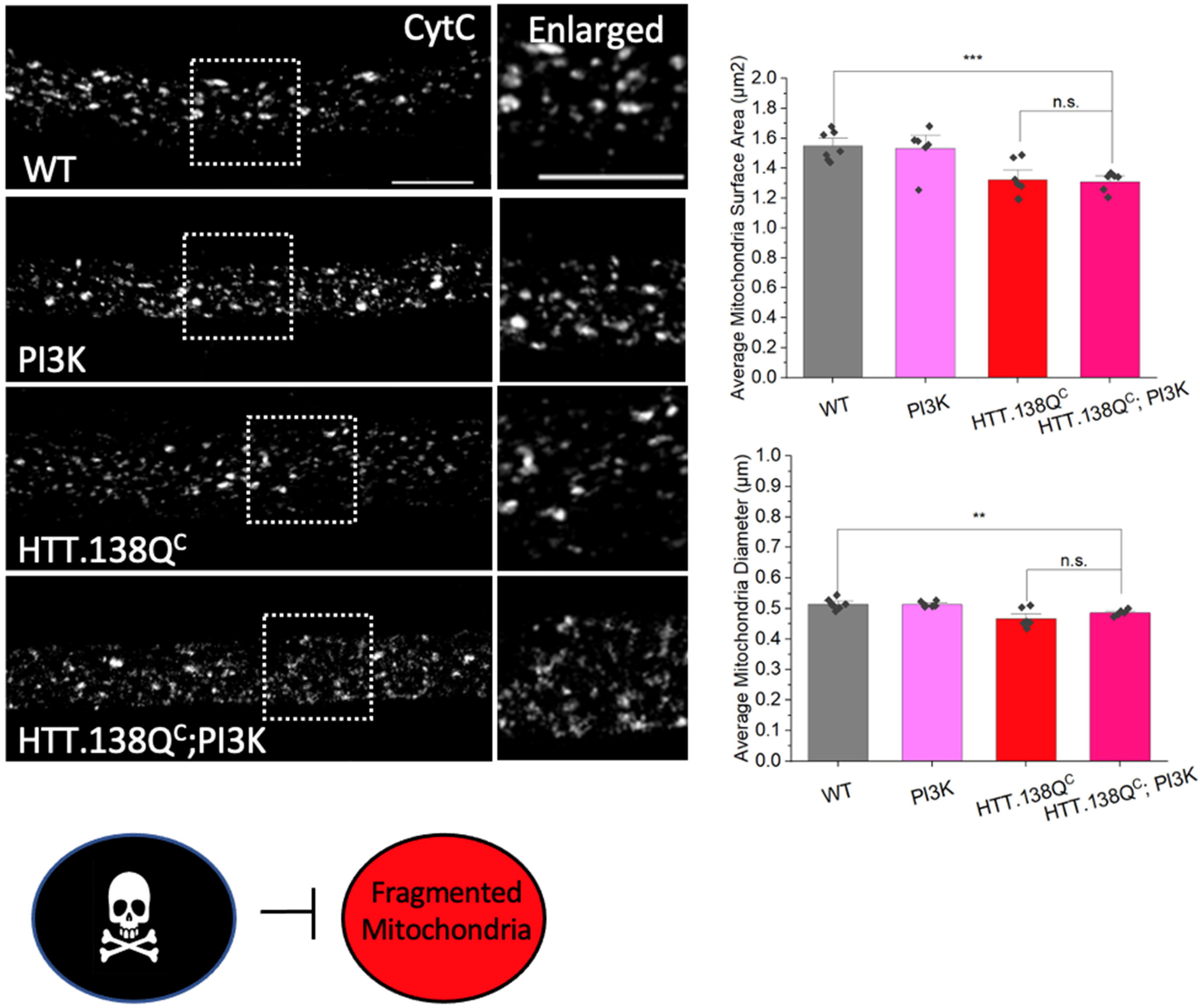 Cells 12 02406 g007 Cells 12 02406 g007