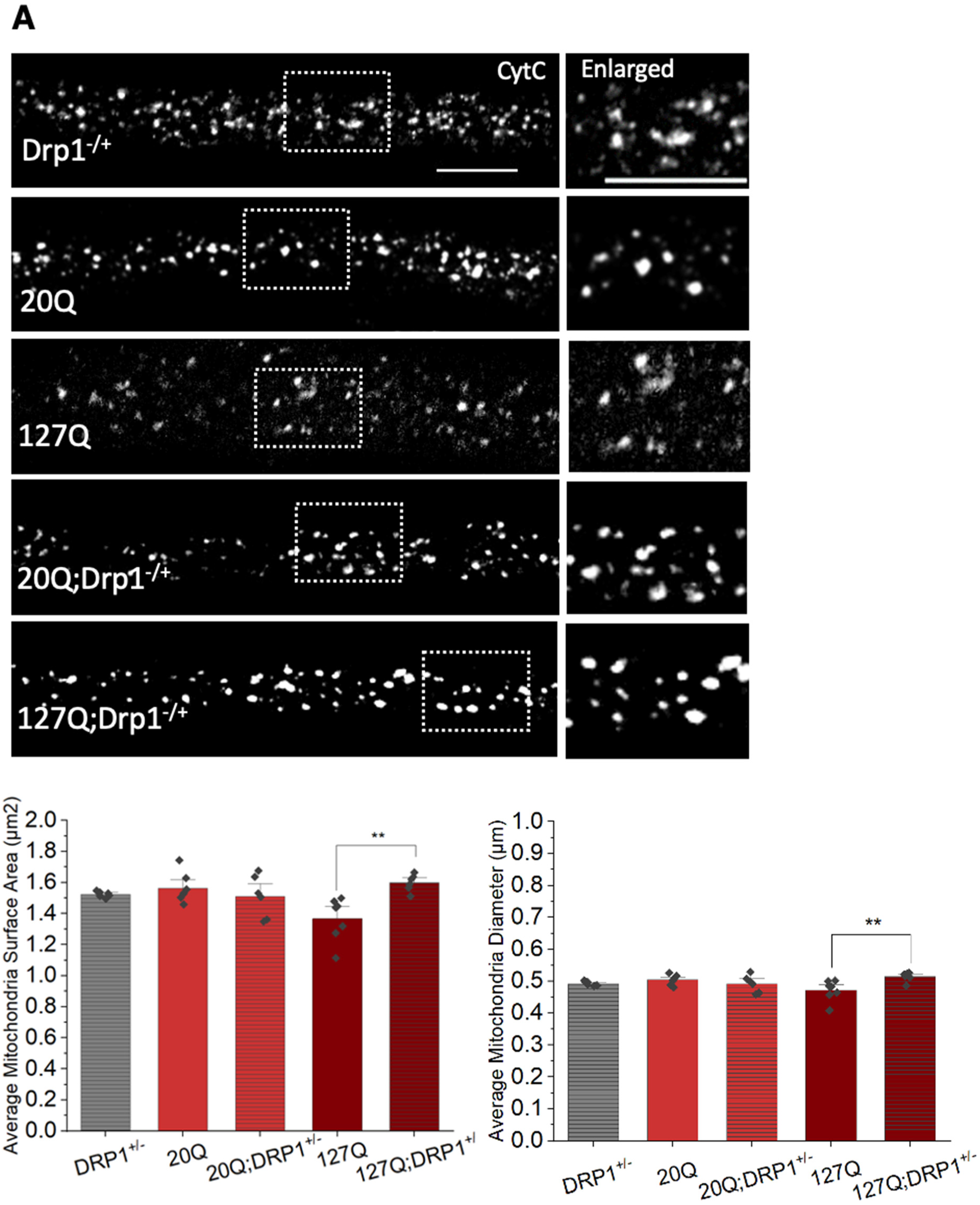 Cells 12 02406 g008a Cells 12 02406 g008a