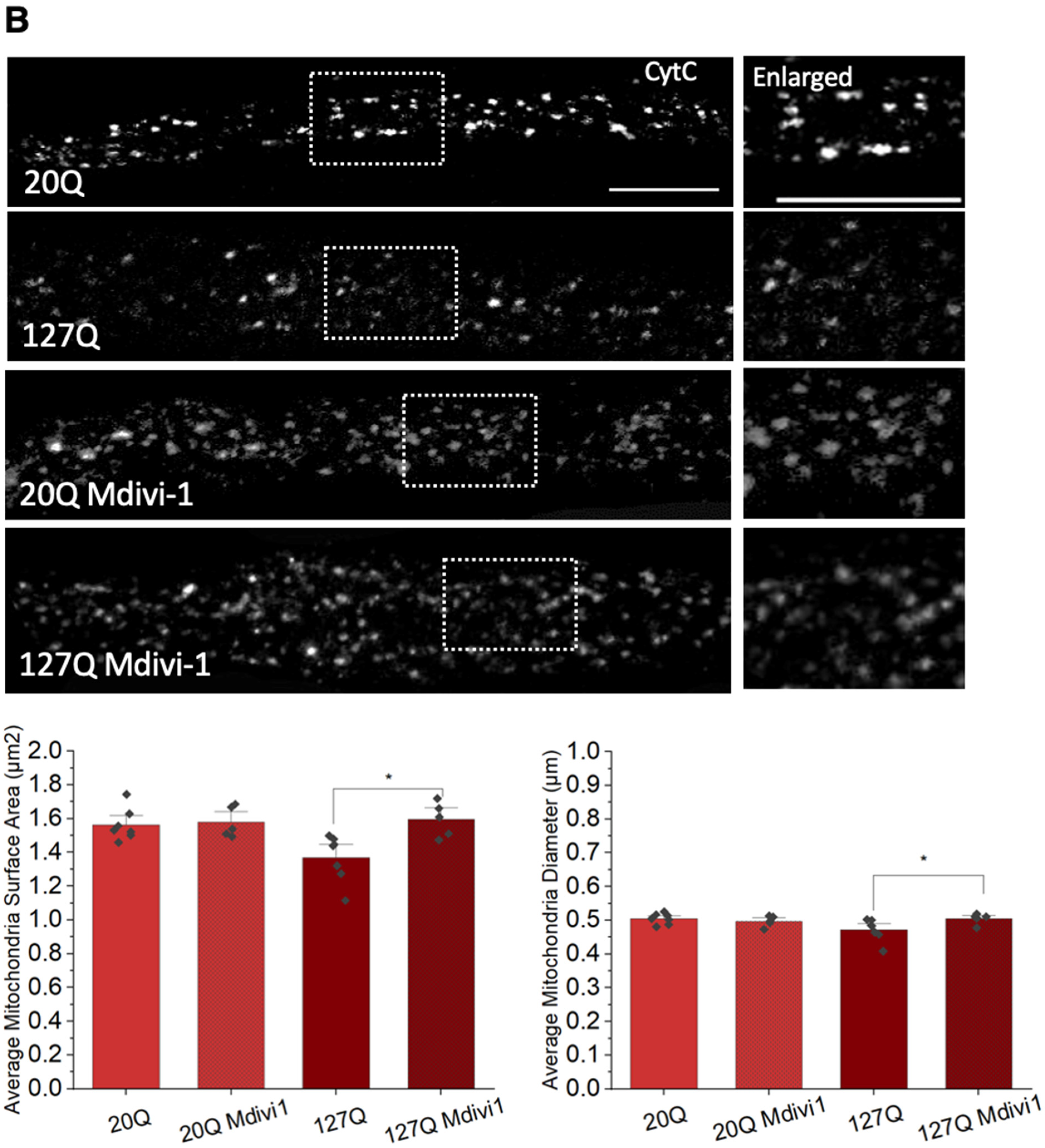 Cells 12 02406 g008b Cells 12 02406 g008b