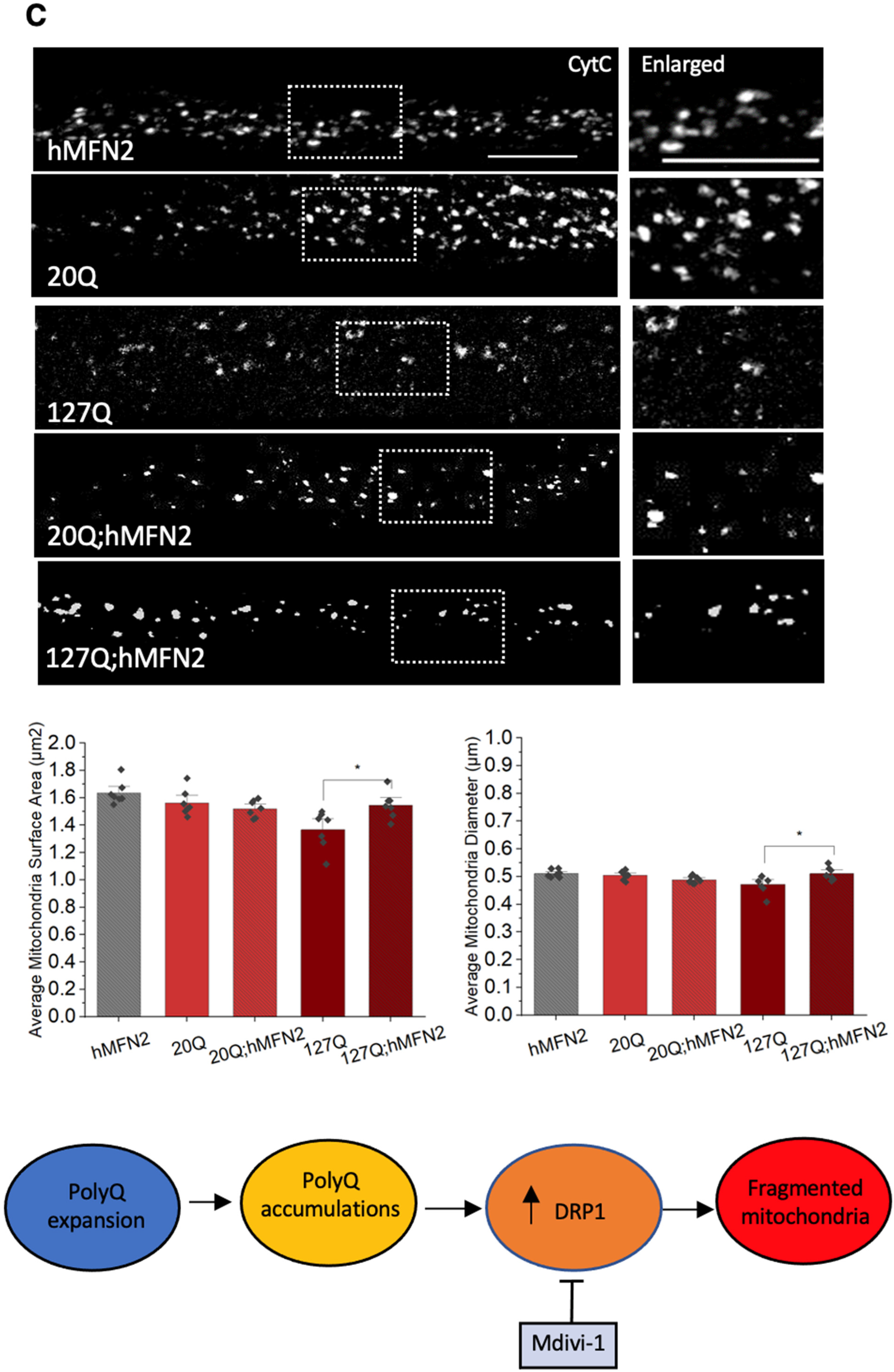 Cells 12 02406 g008c Cells 12 02406 g008c