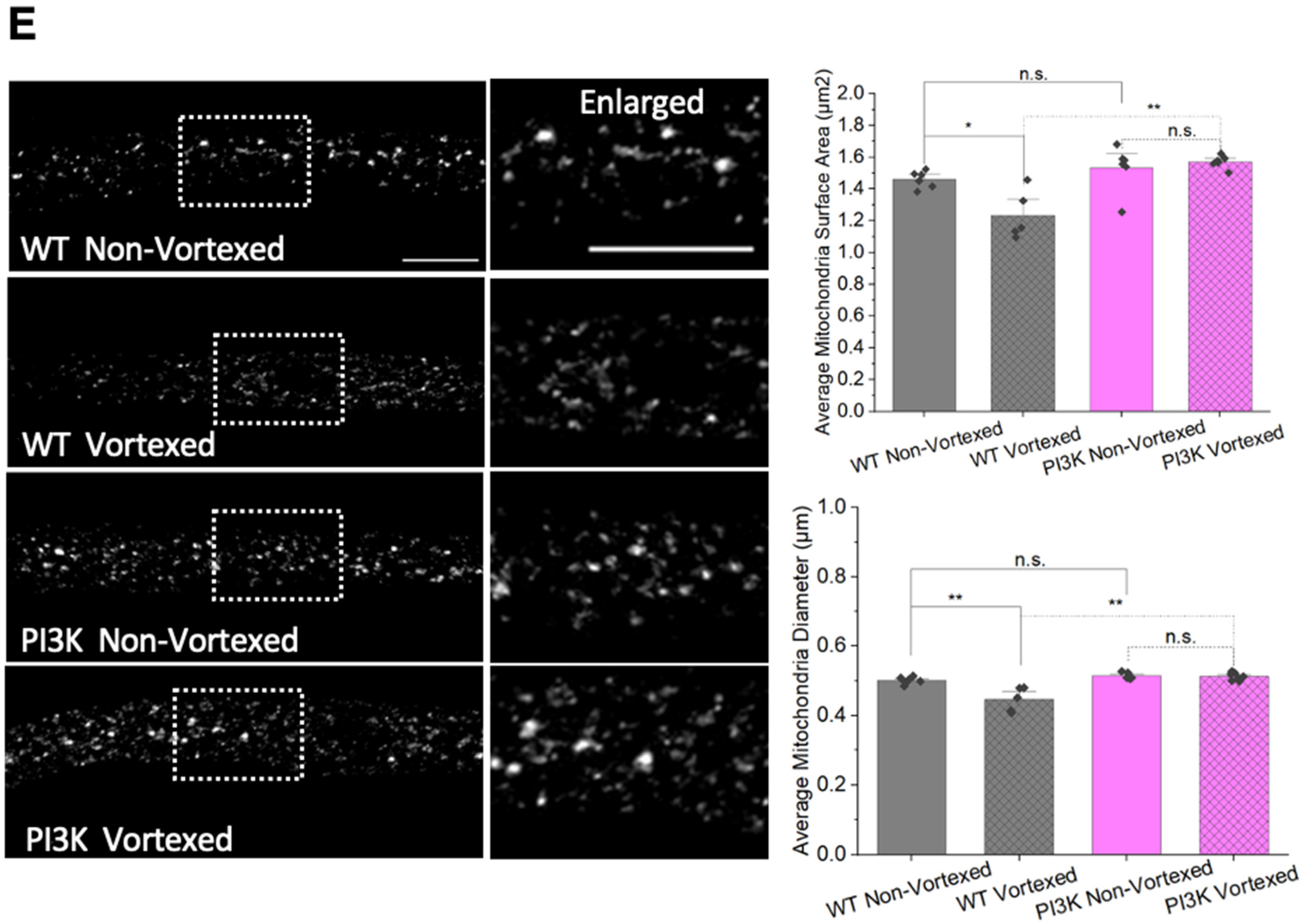 Cells 12 02406 g010c Cells 12 02406 g010c