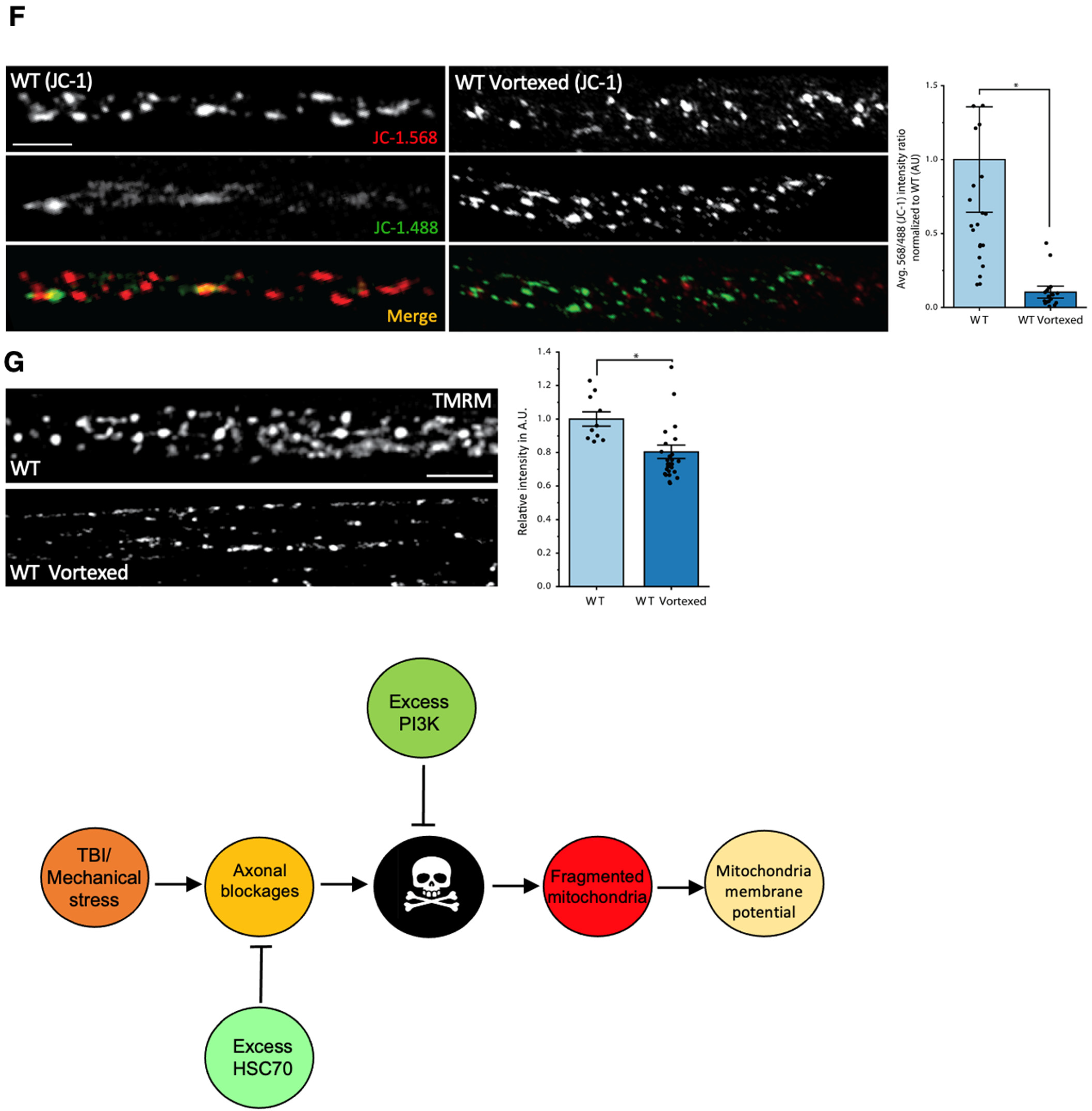 Cells 12 02406 g010d Cells 12 02406 g010d