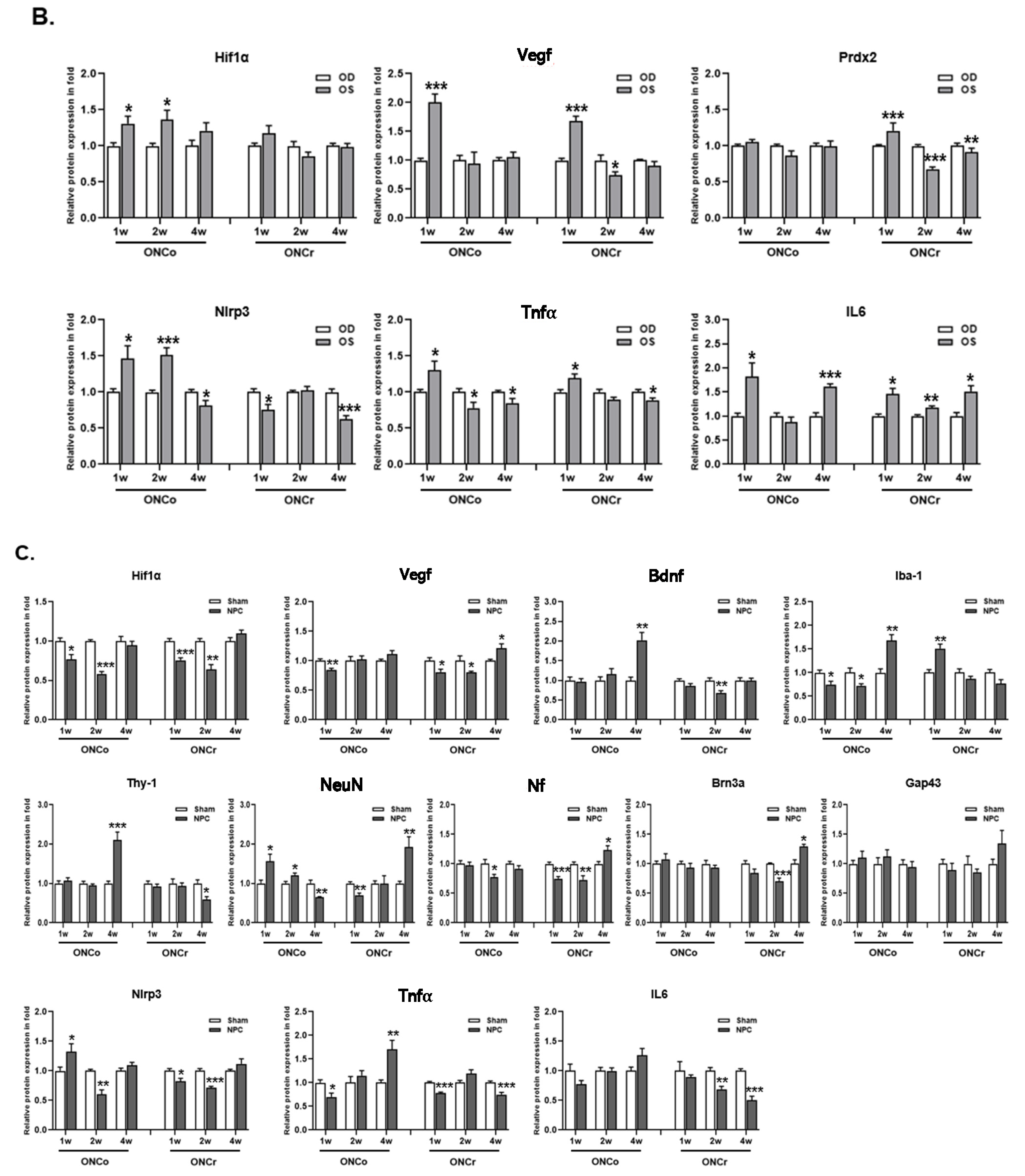 Cells 12 02412 g001b