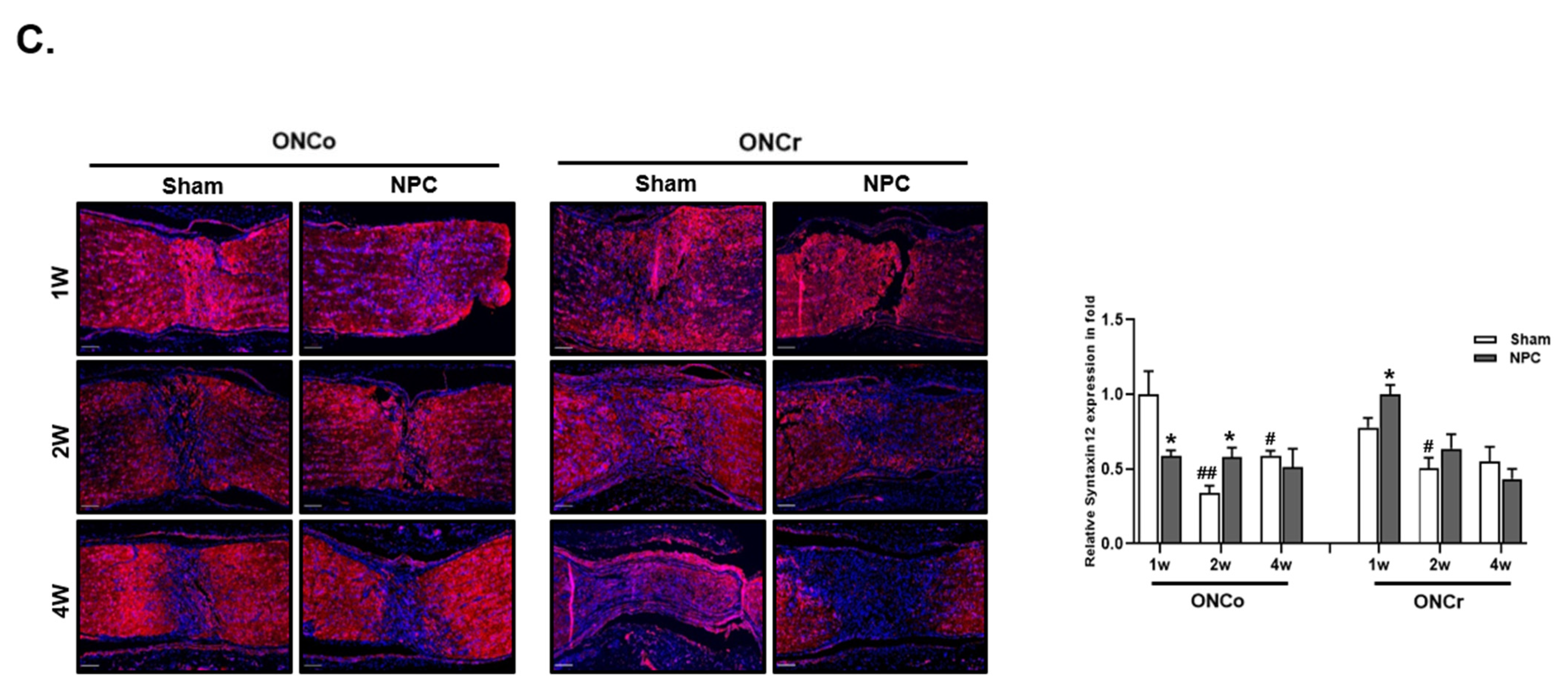 Cells 12 02412 g005b