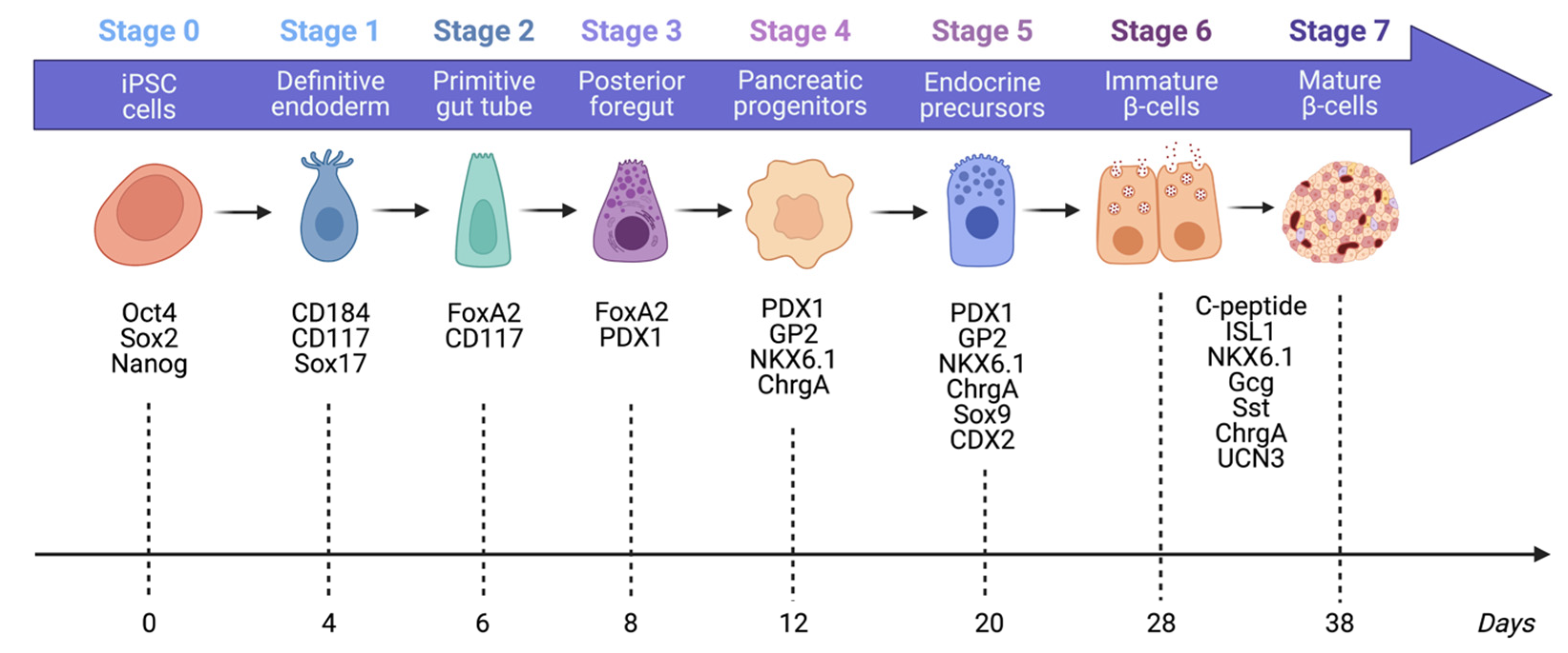 Cells 12 02423 g003 Cells 12 02423 g003