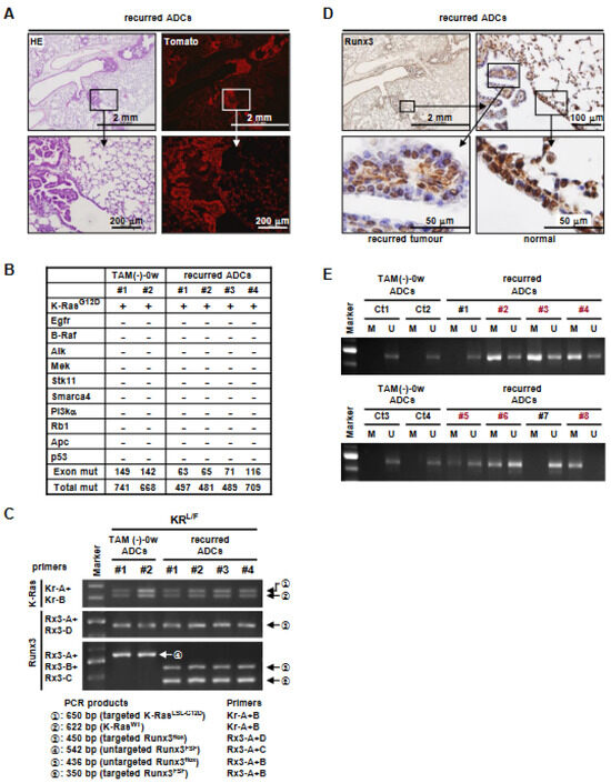 Runx3 Restoration Regresses K-Ras-Activated Mouse Lung Cancers and