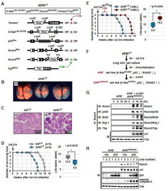 Runx3 Restoration Regresses K-Ras-Activated Mouse Lung Cancers and