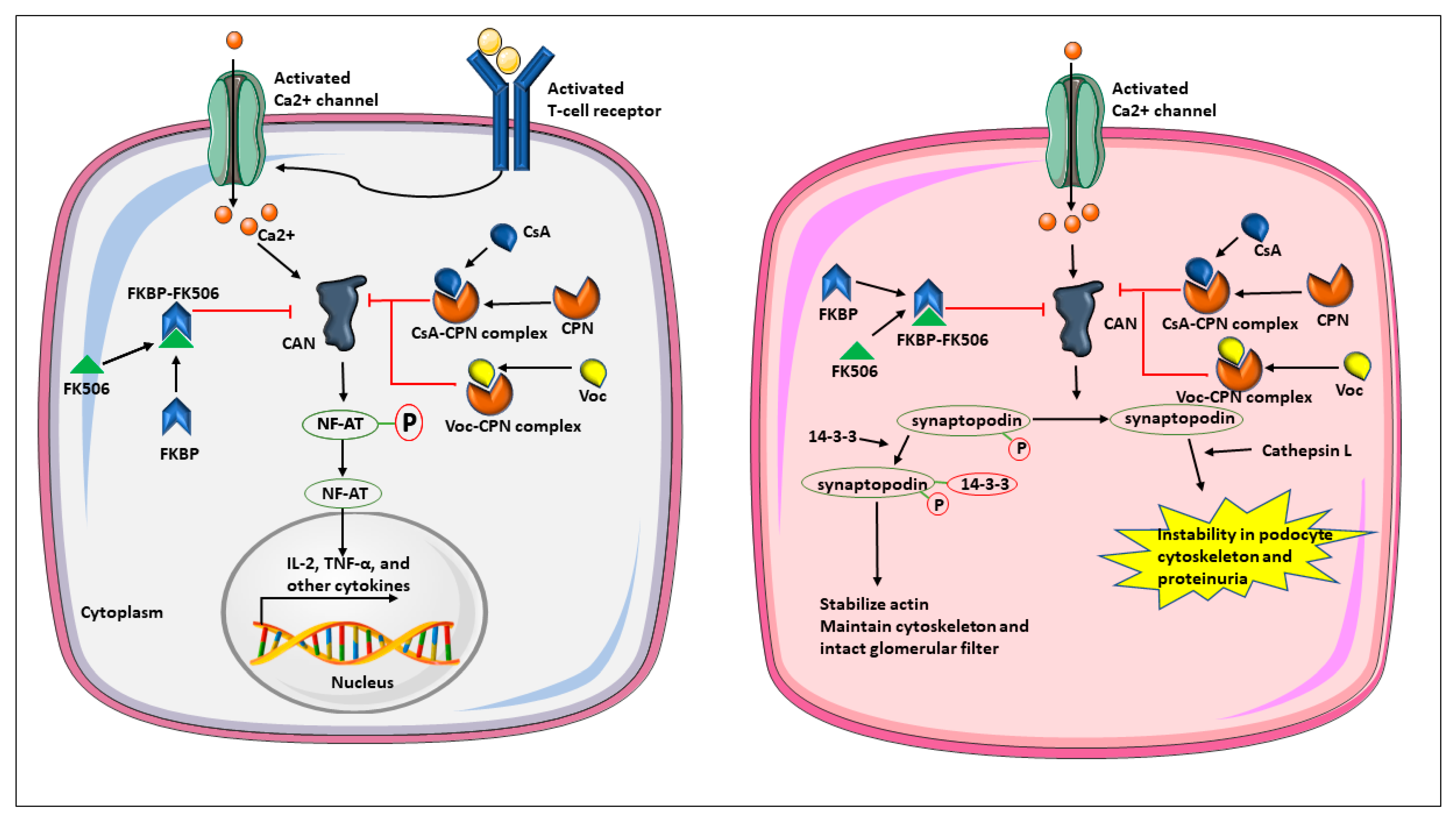 Cells 12 02440 g001 Cells 12 02440 g001
