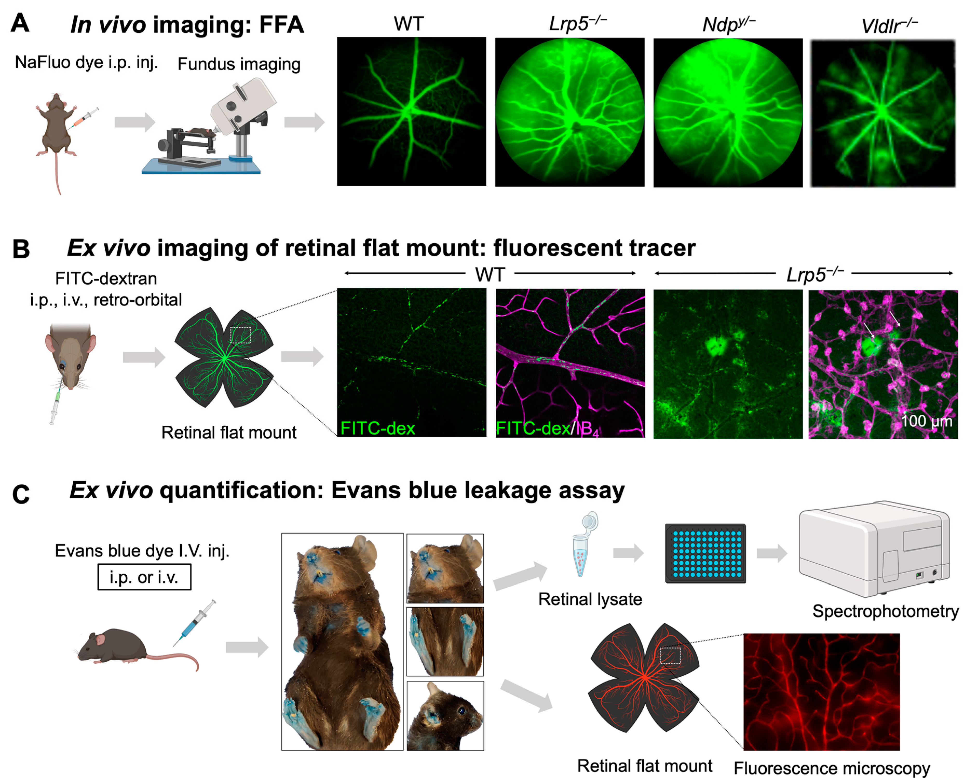 Cells 12 02443 g003 Cells 12 02443 g003