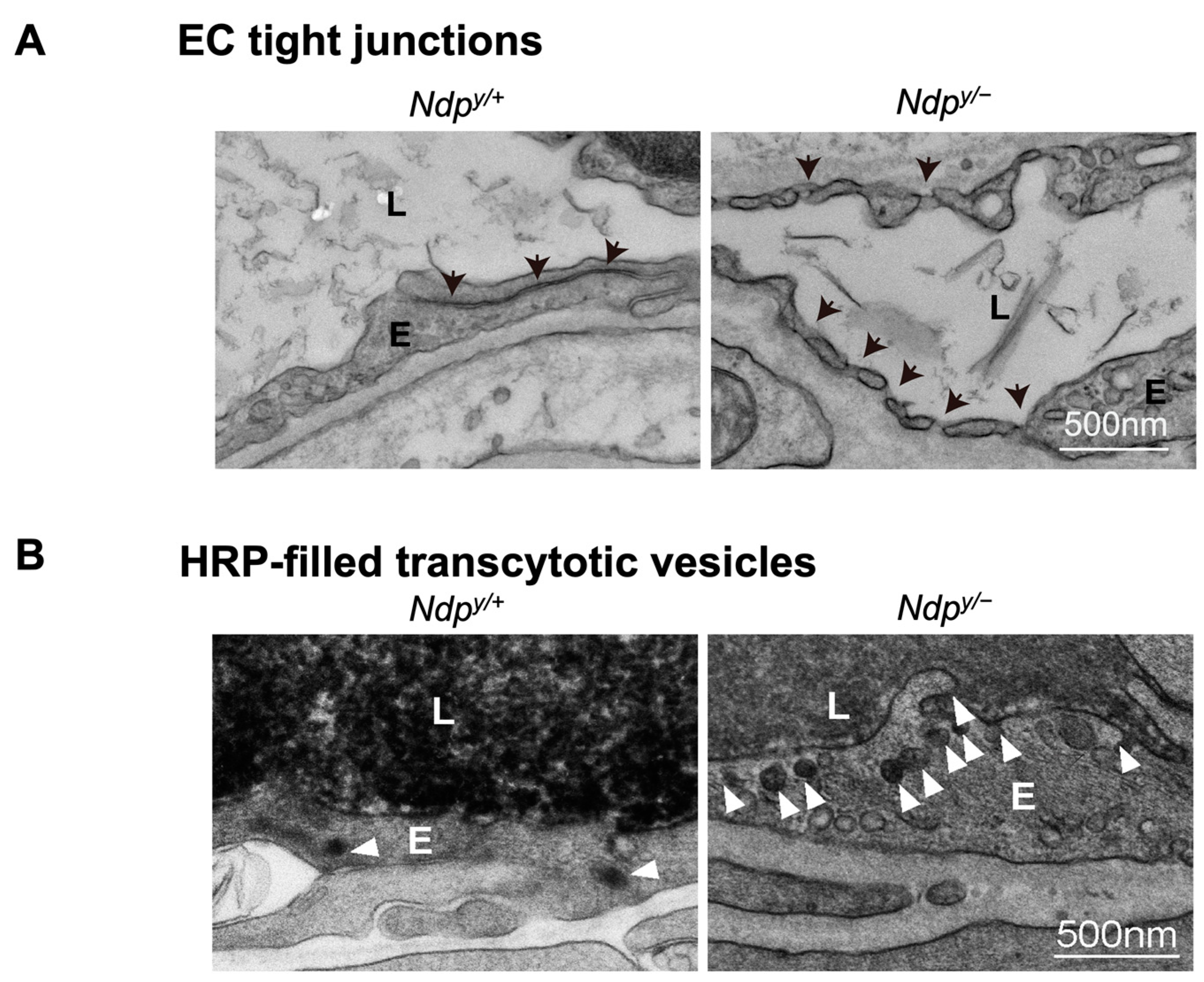 Cells 12 02443 g004 Cells 12 02443 g004