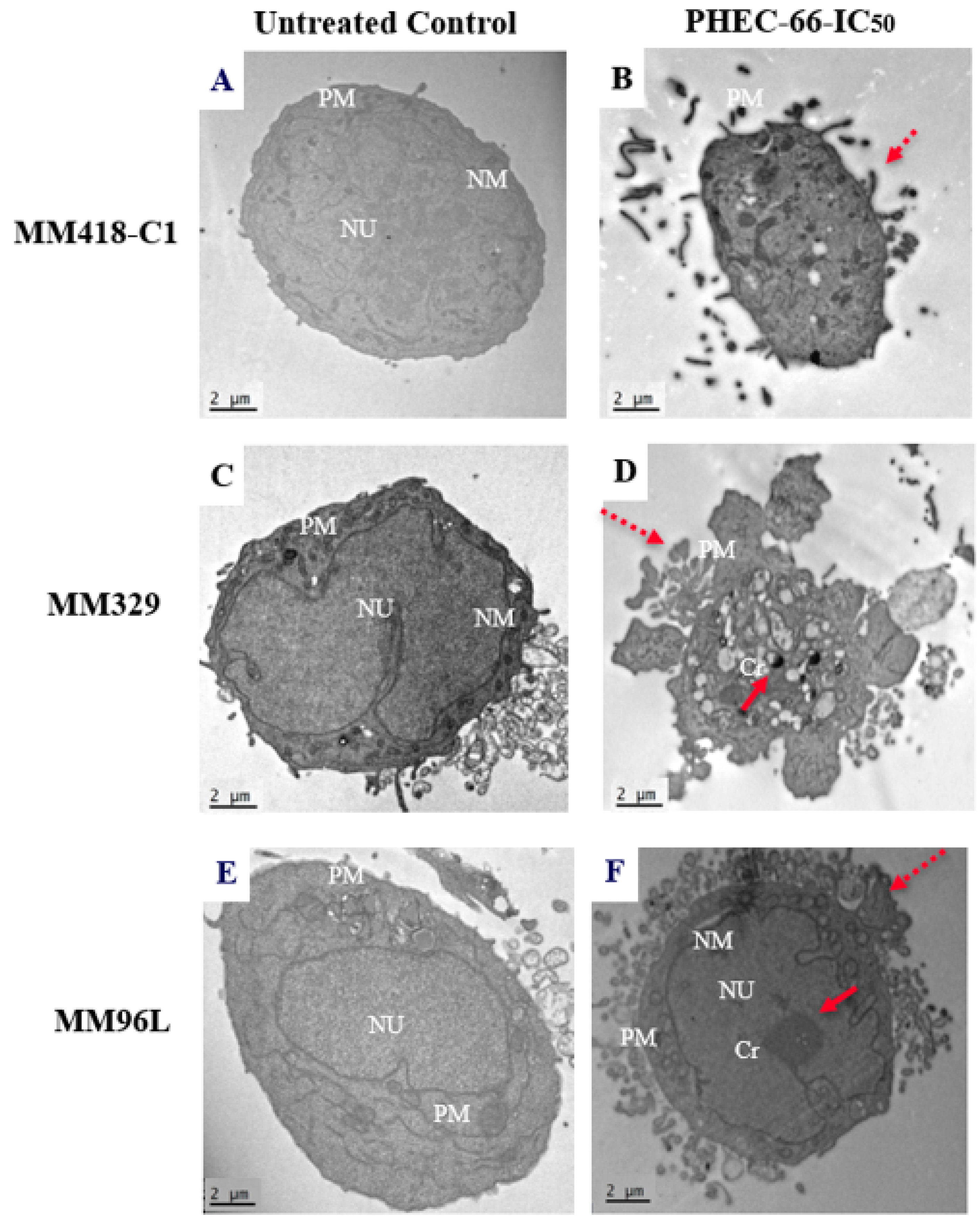 Cells 12 02450 g004 Cells 12 02450 g004
