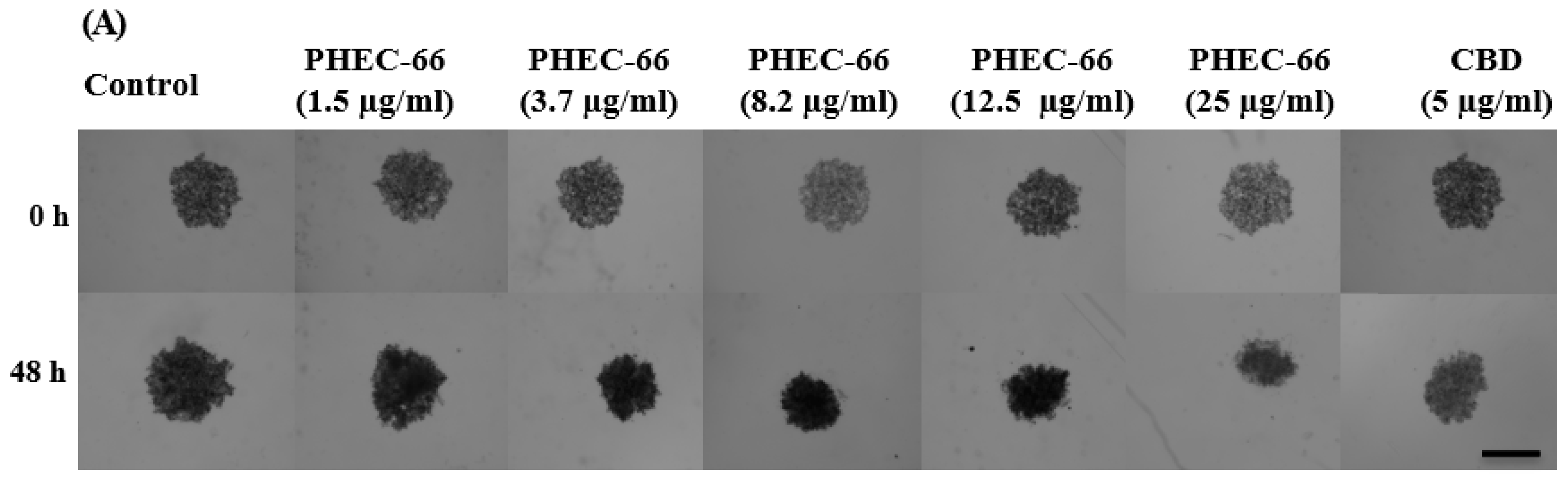Cells 12 02450 g005a Cells 12 02450 g005a