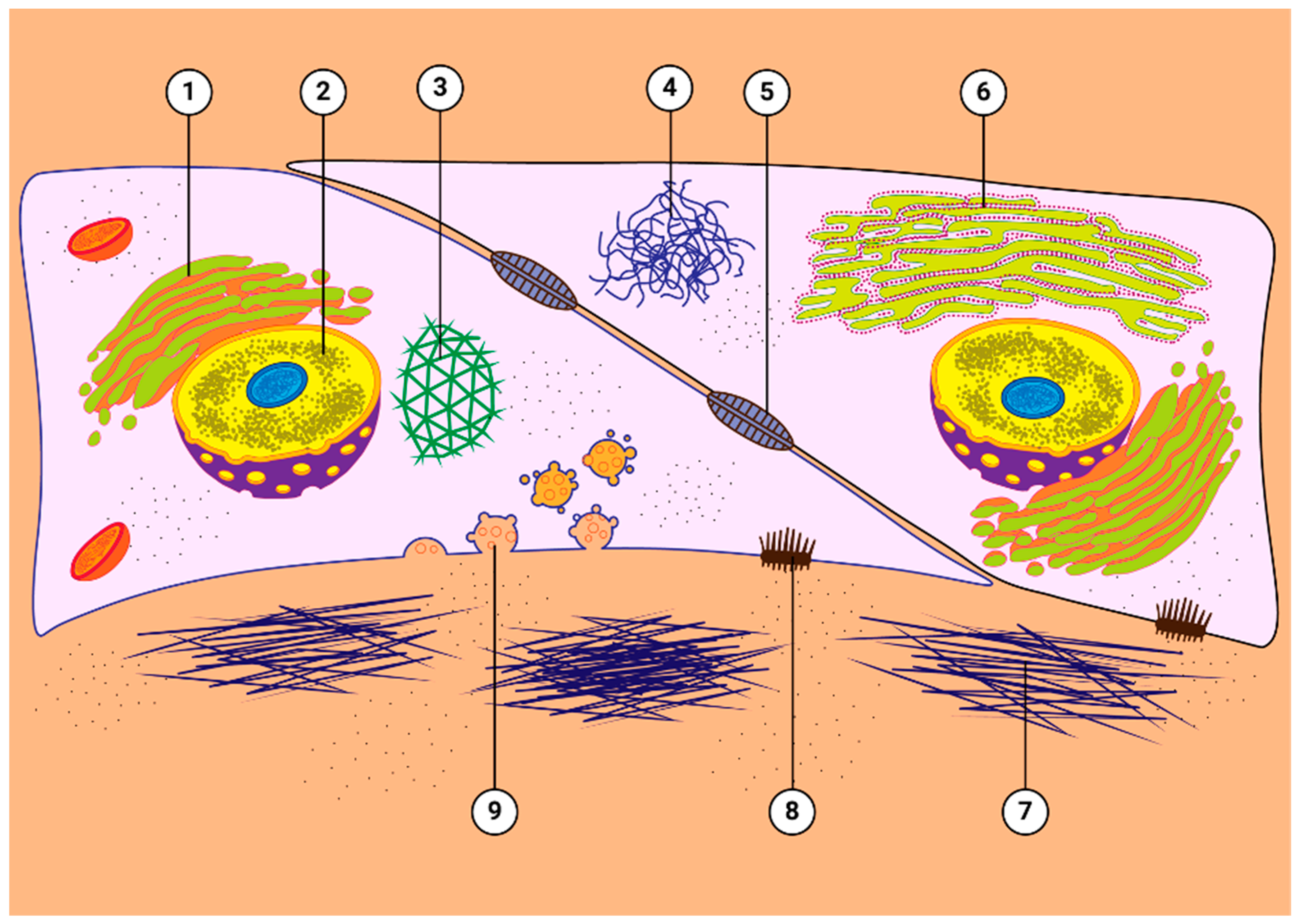 Cells 12 02452 g003 Cells 12 02452 g003