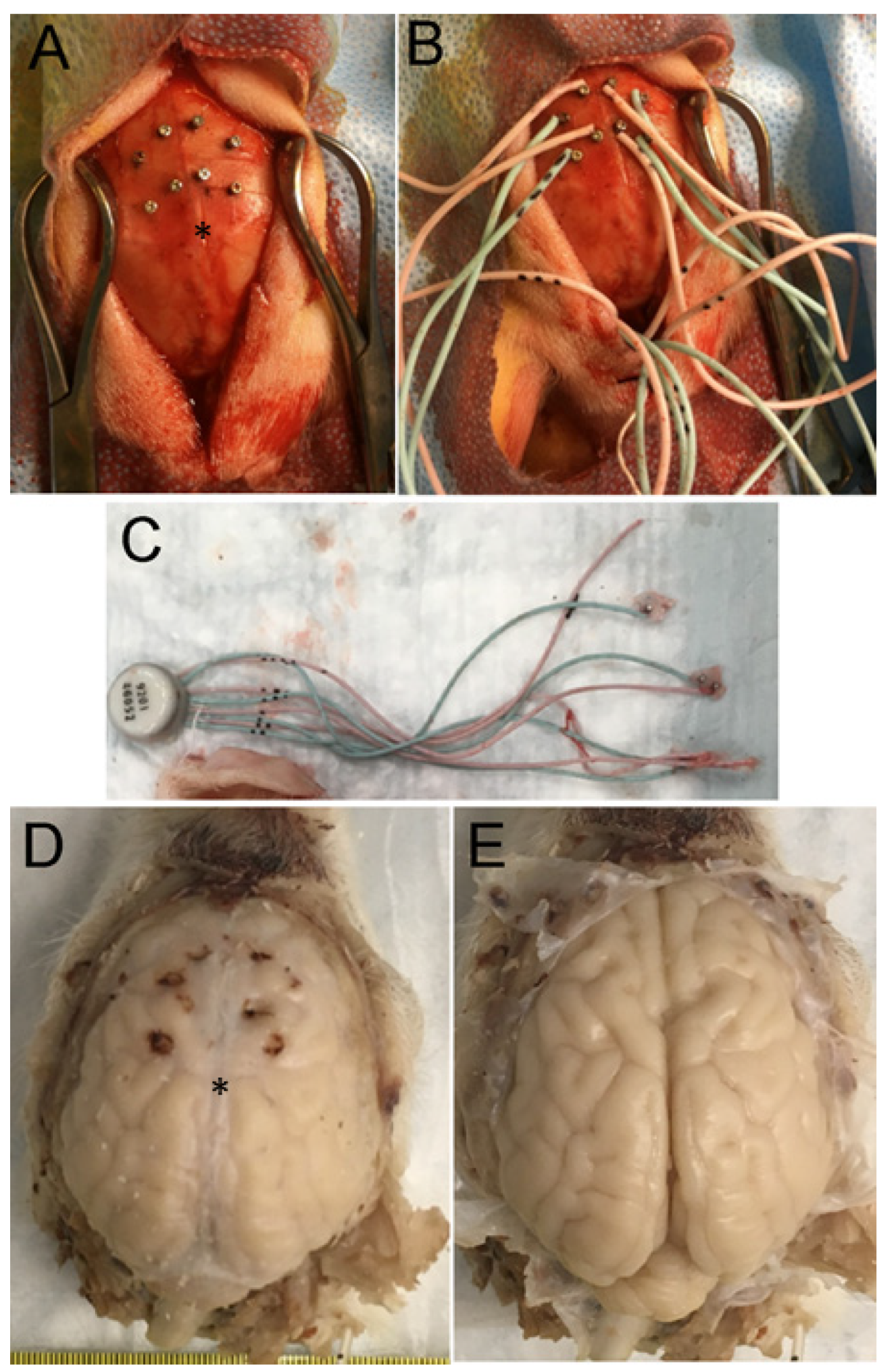Cells 12 02454 g001 Cells 12 02454 g001