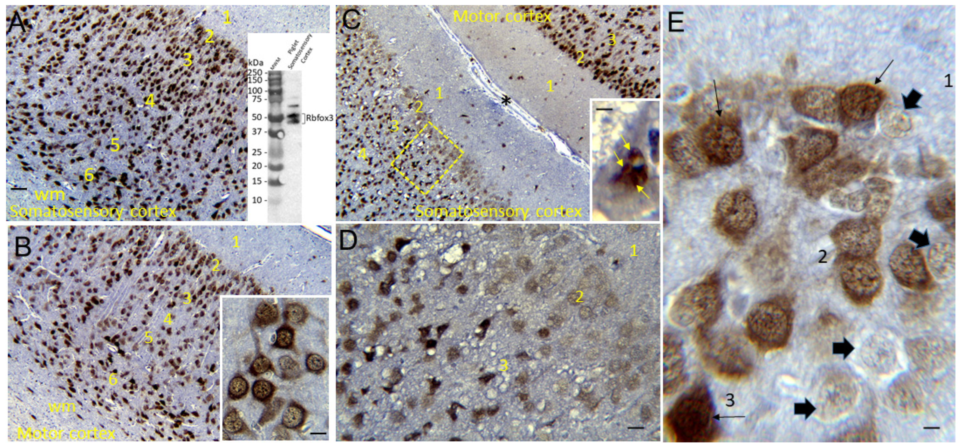 Cells 12 02454 g003 Cells 12 02454 g003