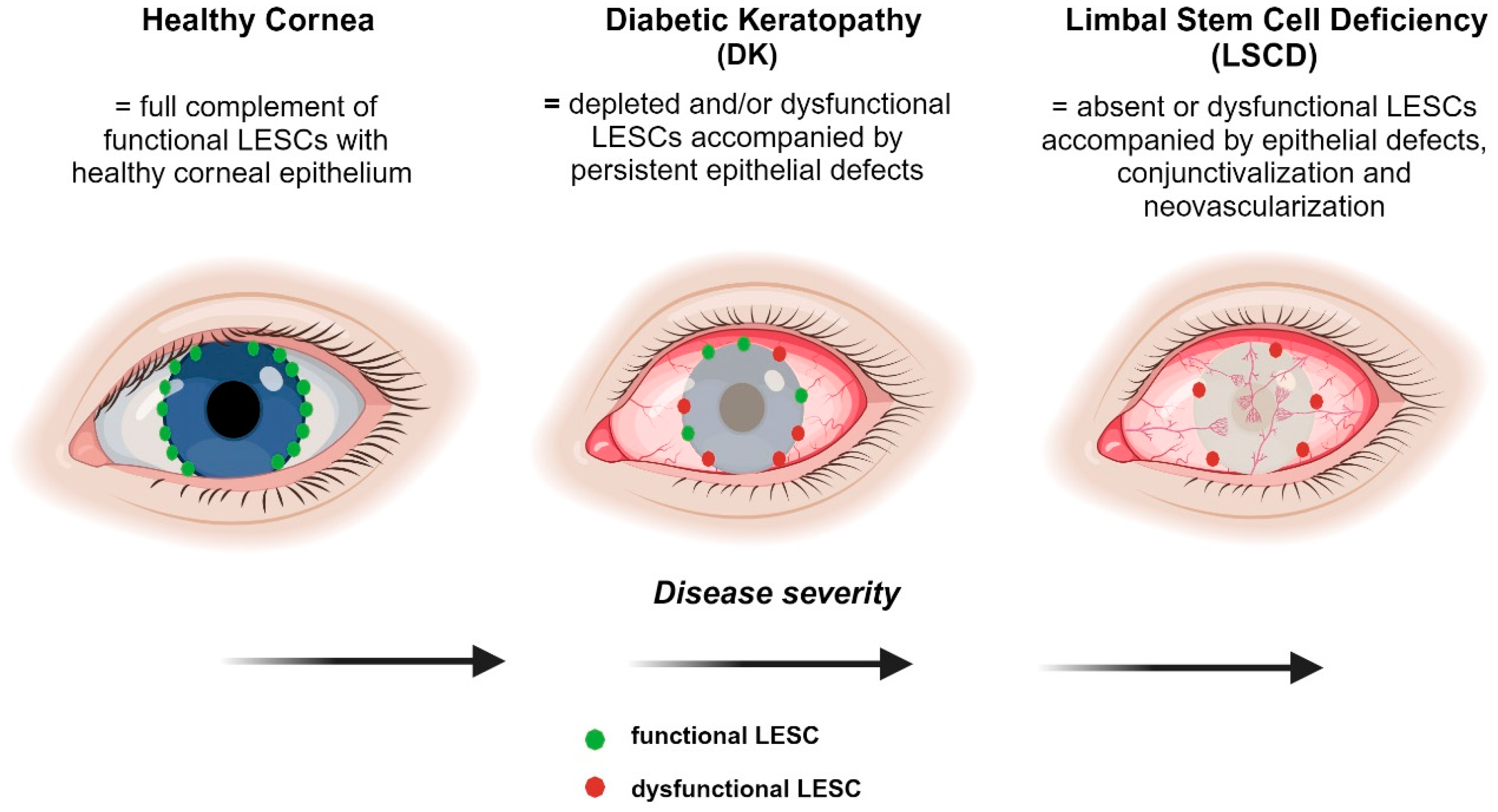 Cells 12 02458 g004 Cells 12 02458 g004