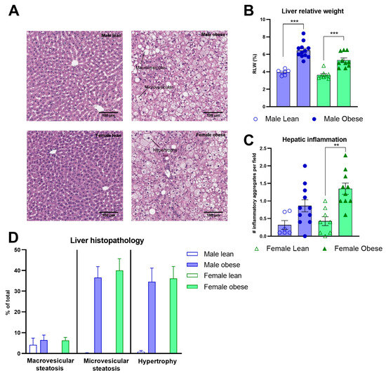 Obese Lab Rats Cells | Free Full-Text | Cognitive Performance during the Development ...