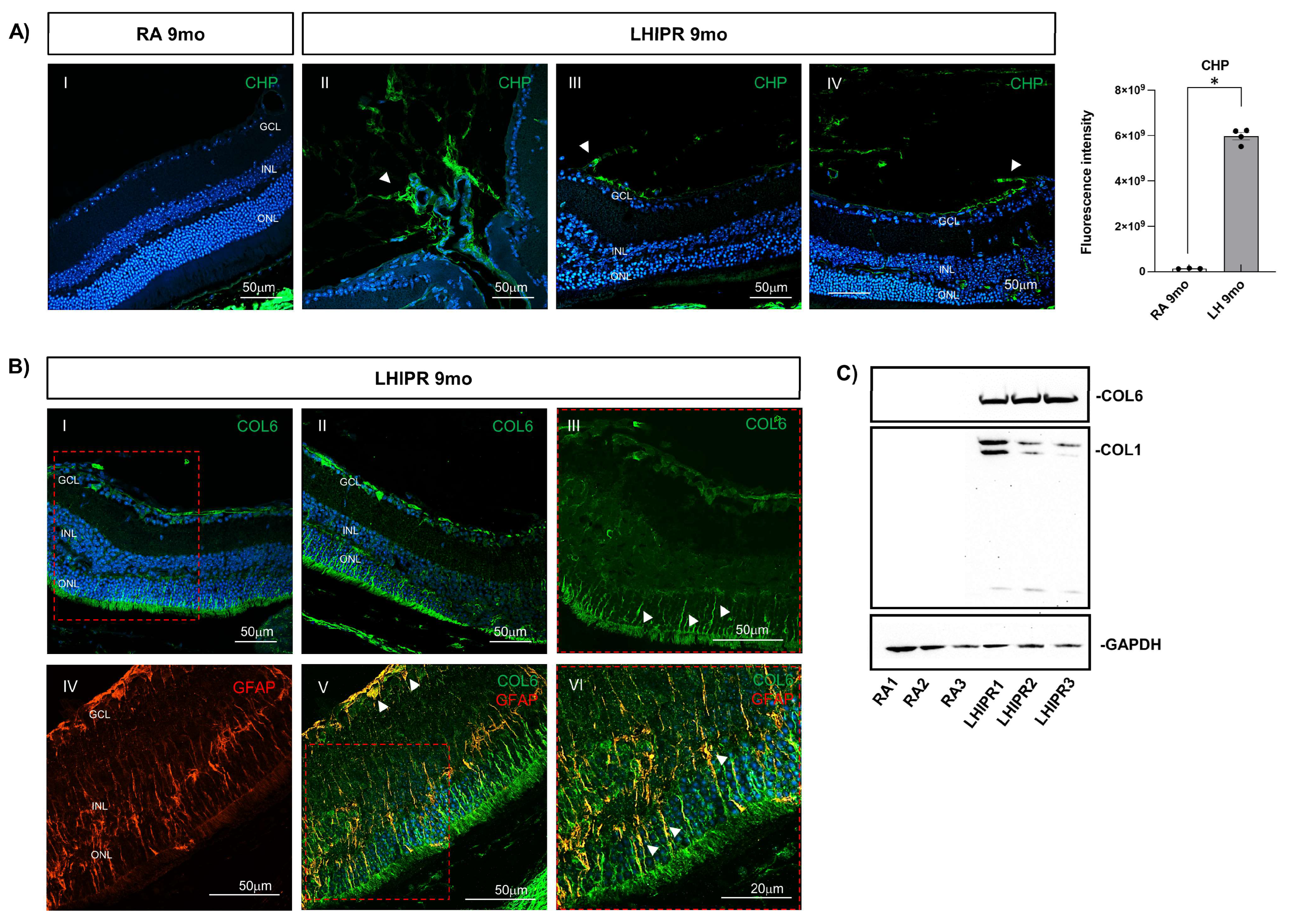 Cells 12 02468 g005 Cells 12 02468 g005