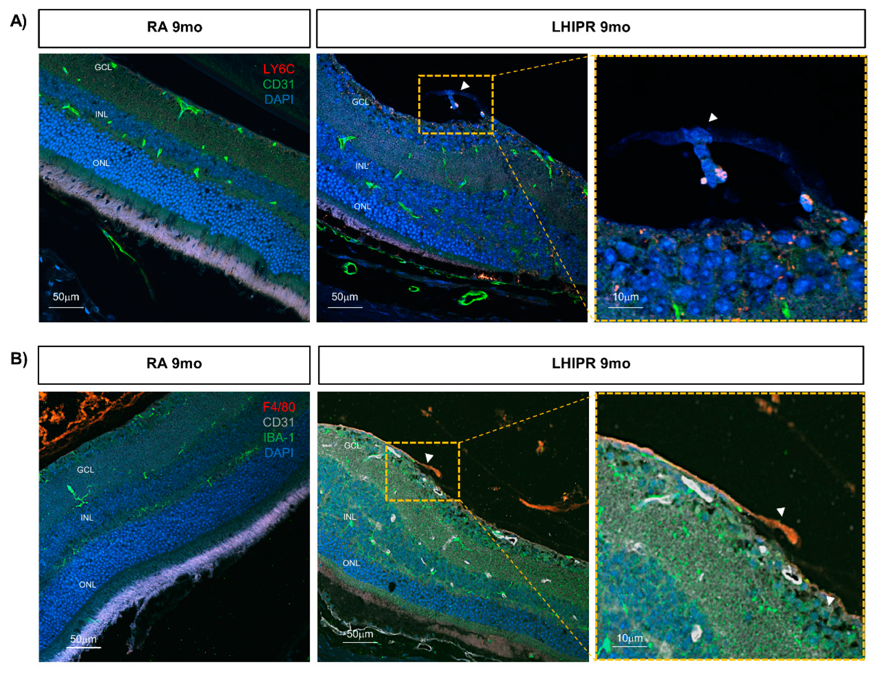 Cells 12 02468 g006 Cells 12 02468 g006